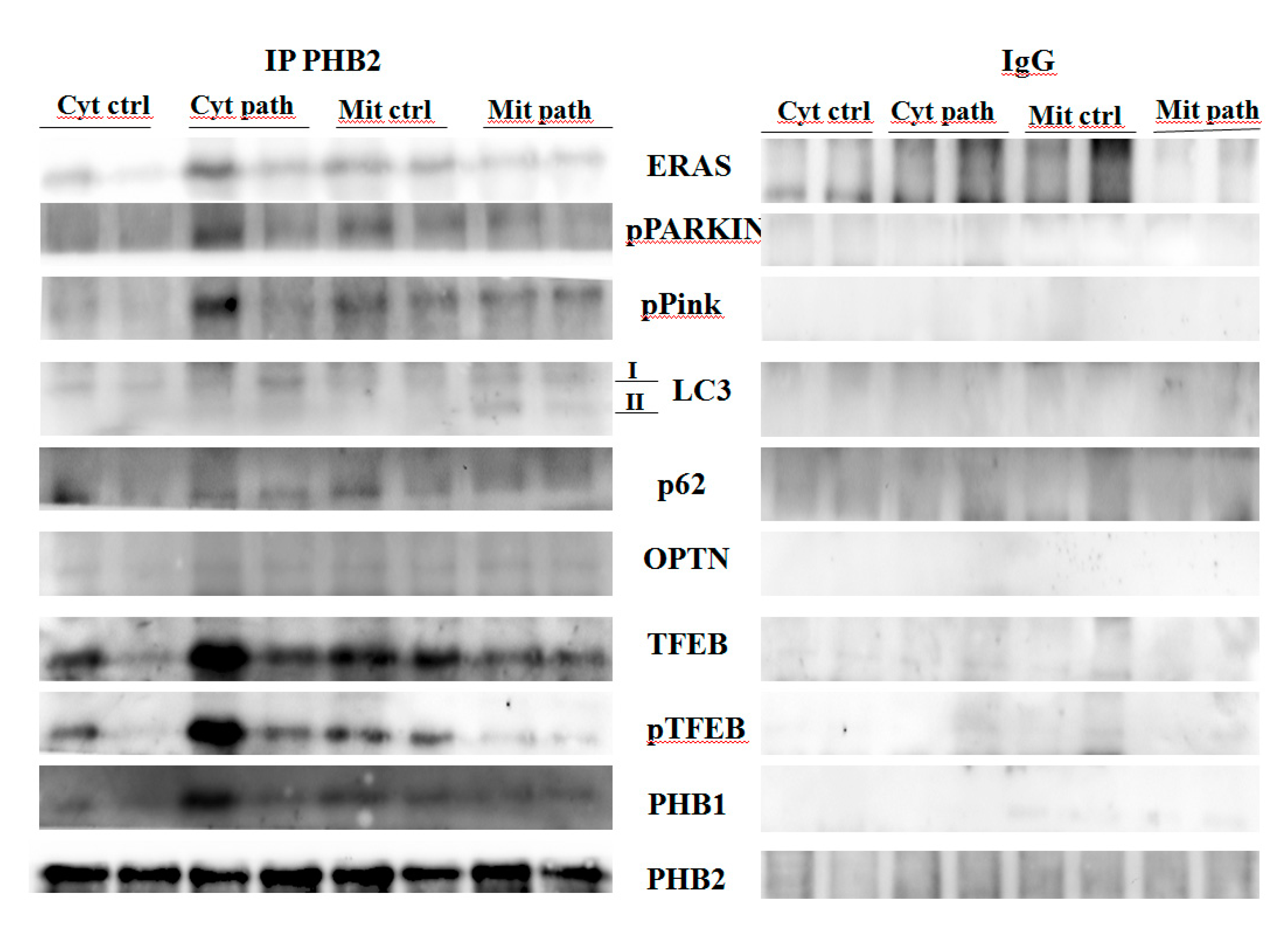 Pathogens 09 00621 g008 Pathogens 09 00621 g008