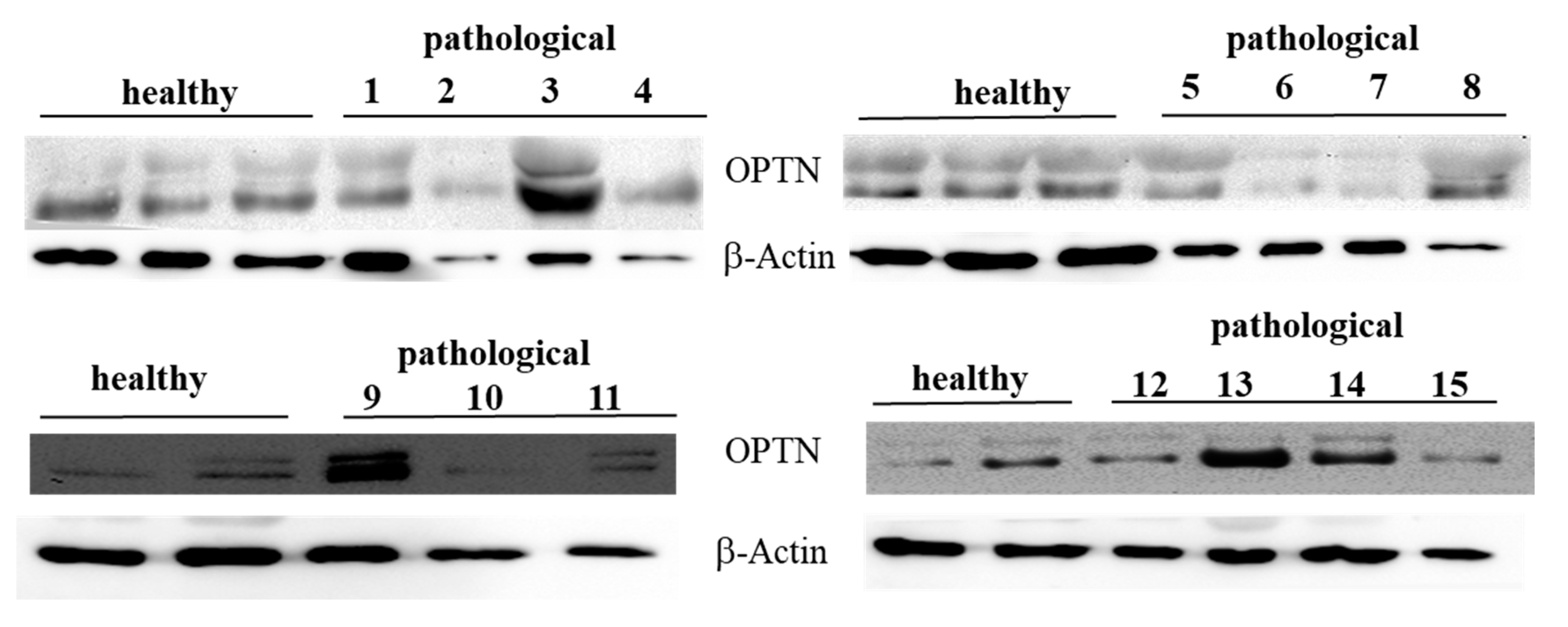 Pathogens 09 00621 g009 Pathogens 09 00621 g009