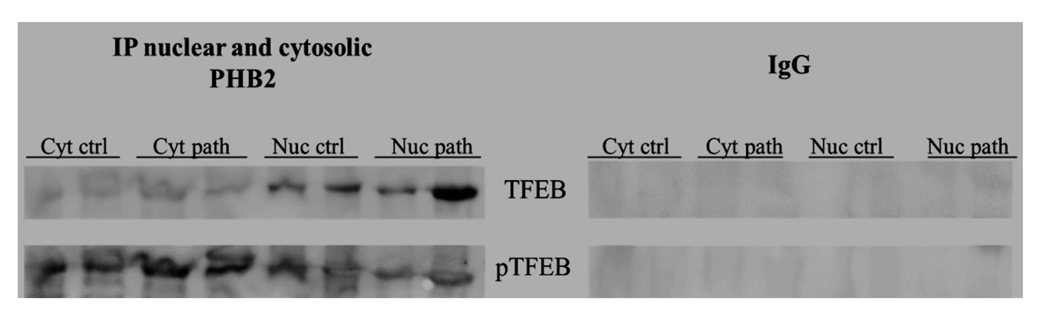 Pathogens 09 00621 g014 Pathogens 09 00621 g014