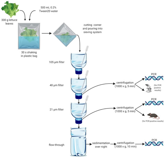 Pathogens Free Full Text A Sensitive One Way Sequential Sieving Method To Isolate Helminths Eggs And Protozoal Oocysts From Lettuce For Genetic Identification Html