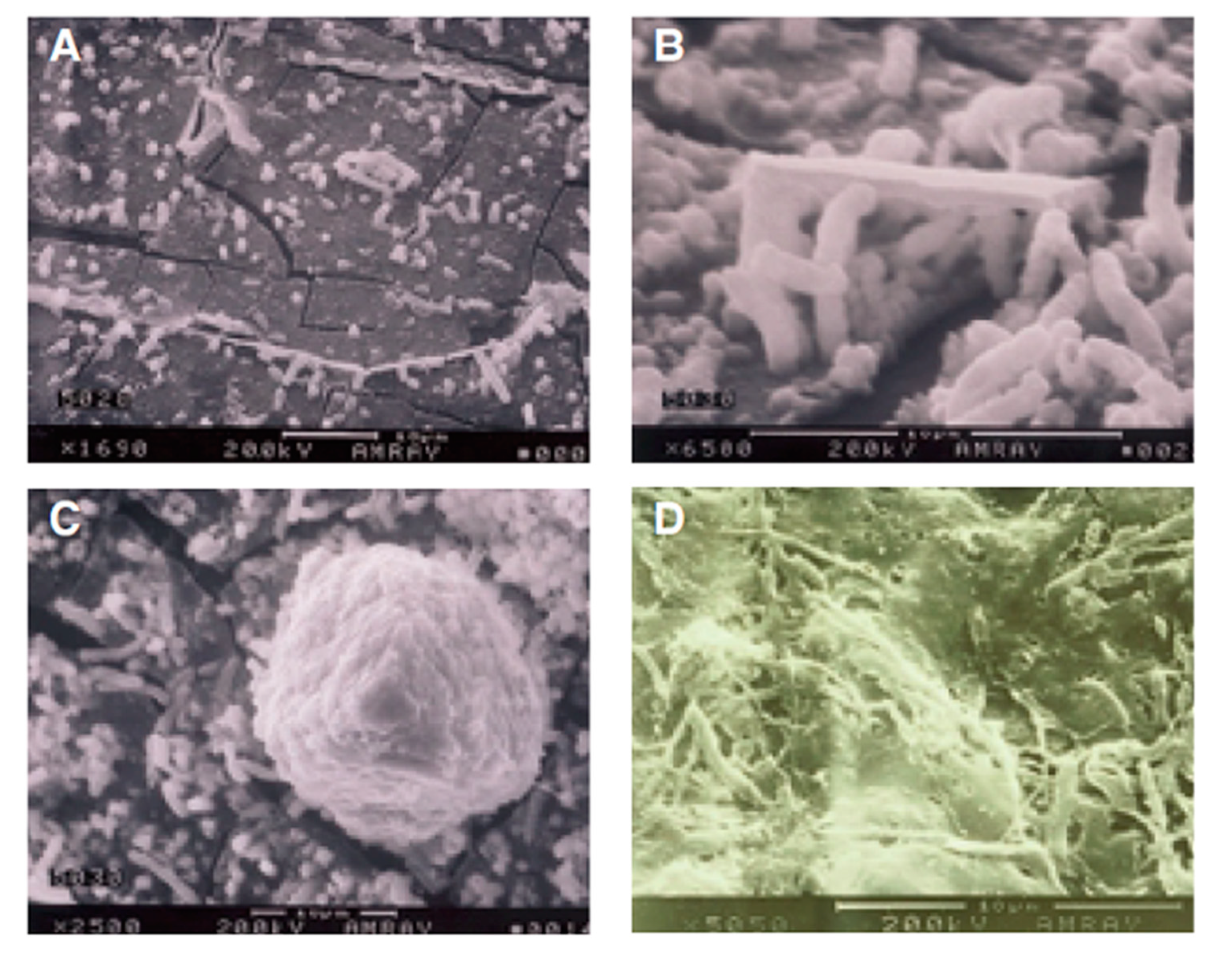Pathogens 09 00651 g003 Pathogens 09 00651 g003