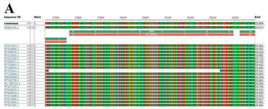 SARS-CoV-2 ORF8 and SARS-CoV ORF8ab: Genomic Divergence and