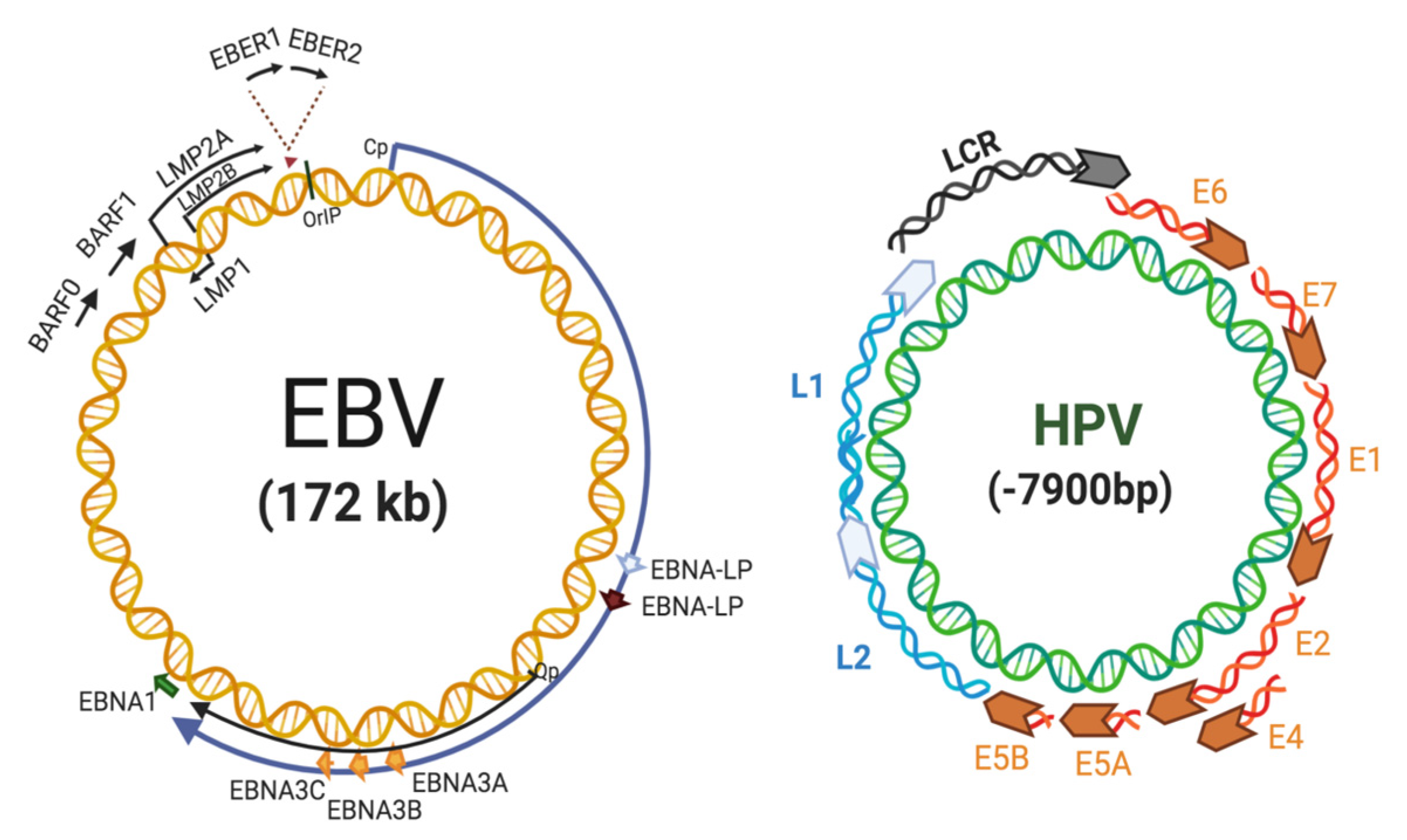 hpv virus and nasopharyngeal cancer)