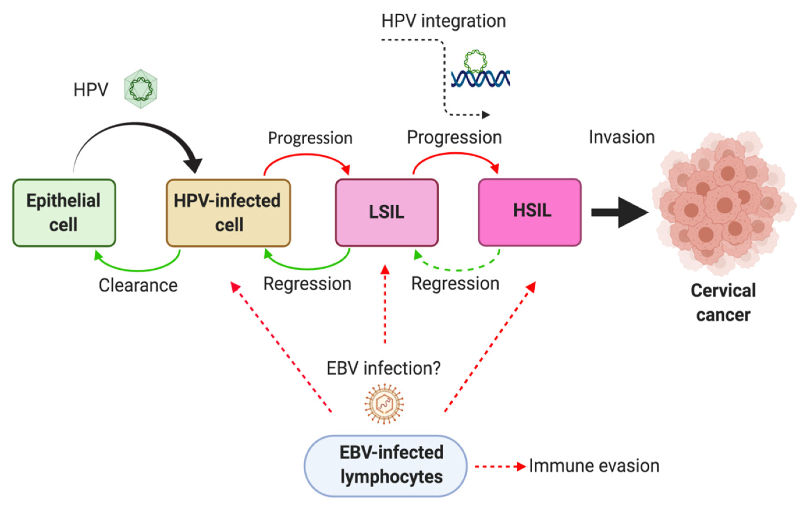 hpv virus epstein barr