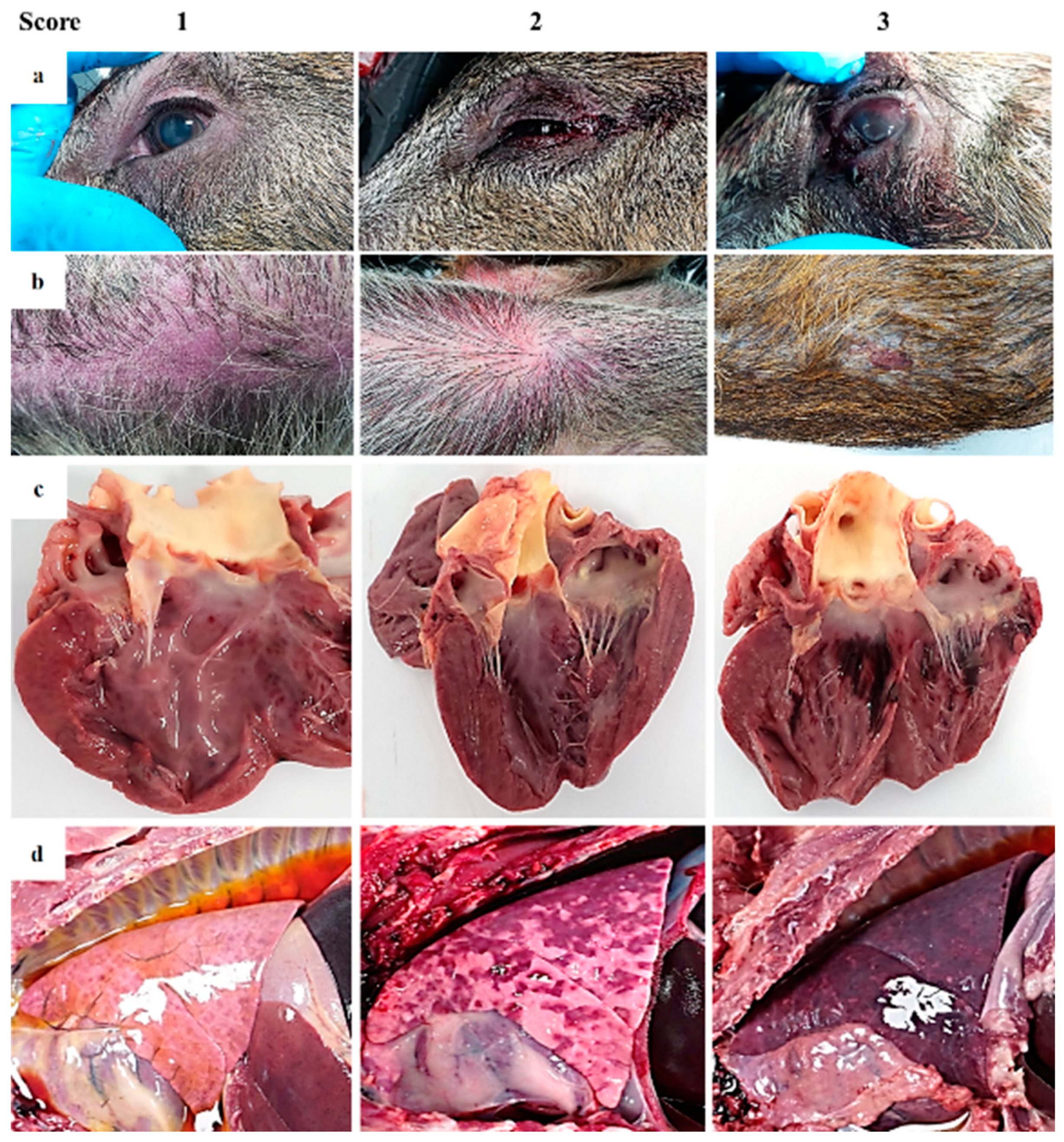 Pathogens 09 00688 g003