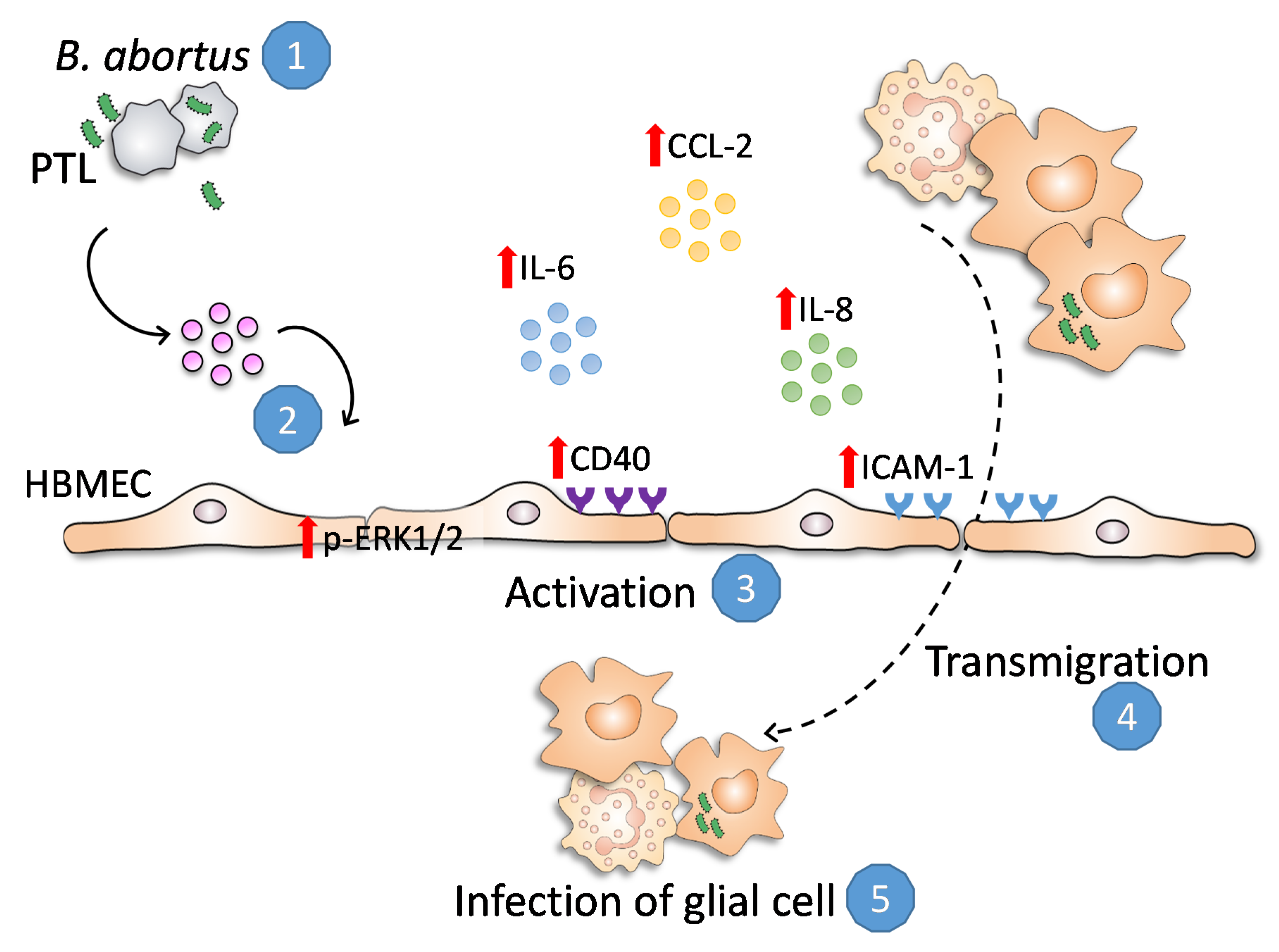 Pathogens 09 00708 g008