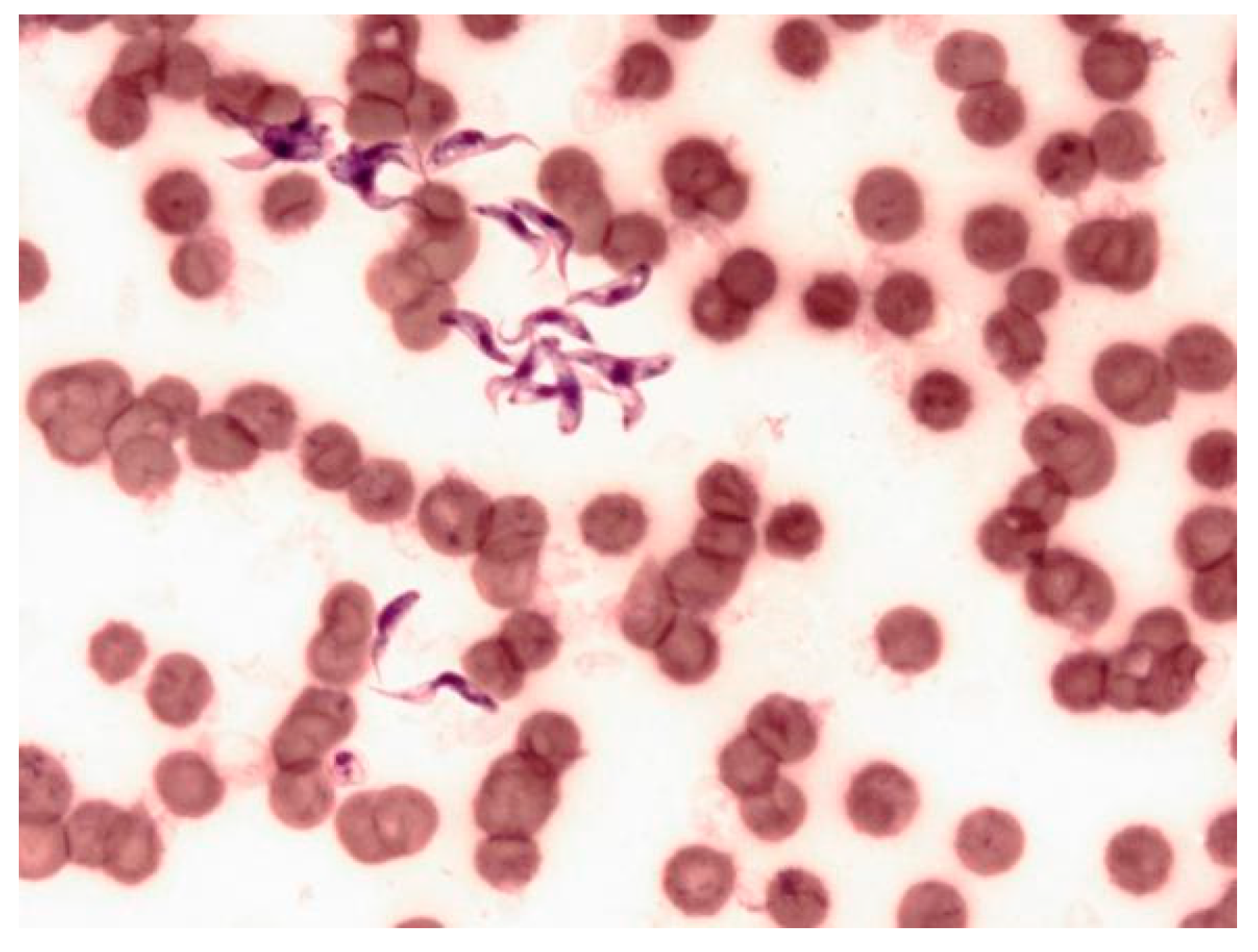 Pathogens 09 00709 g001