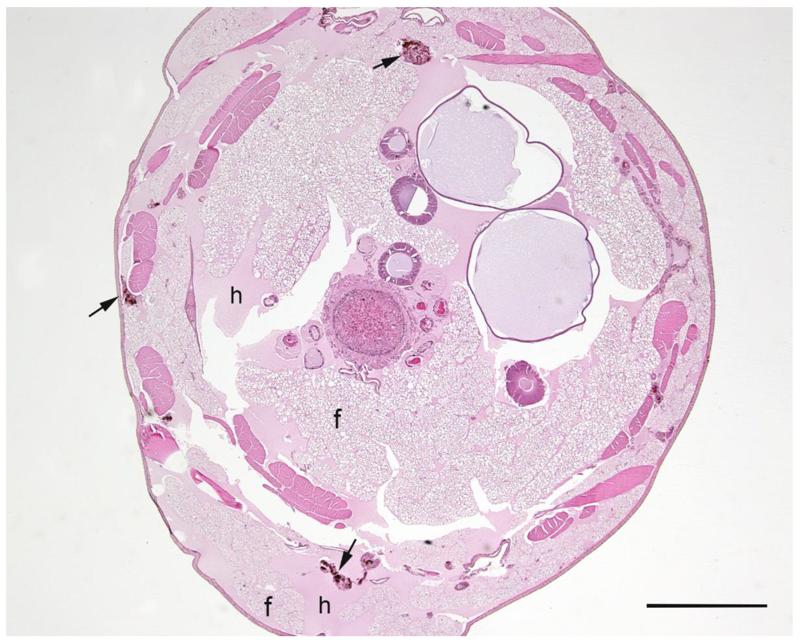 Pathogens 09 00713 g002