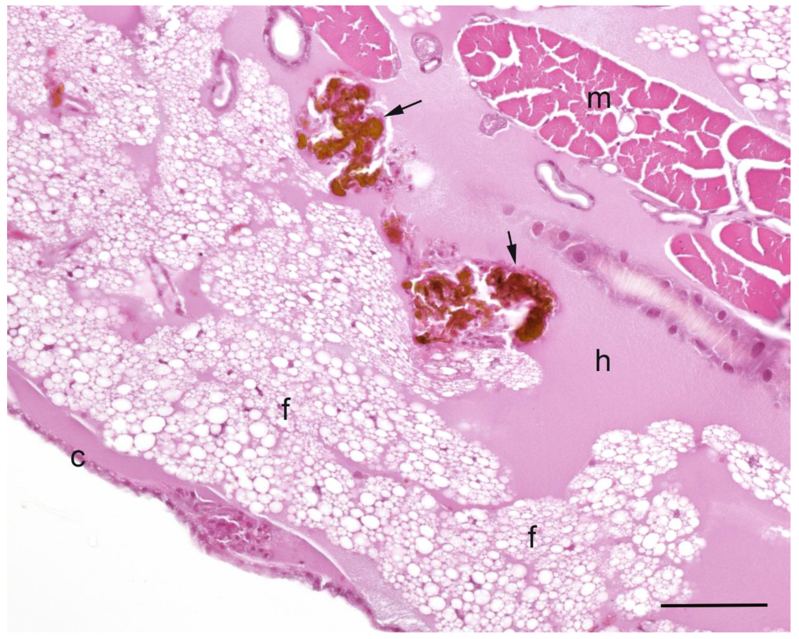 Pathogens 09 00713 g004
