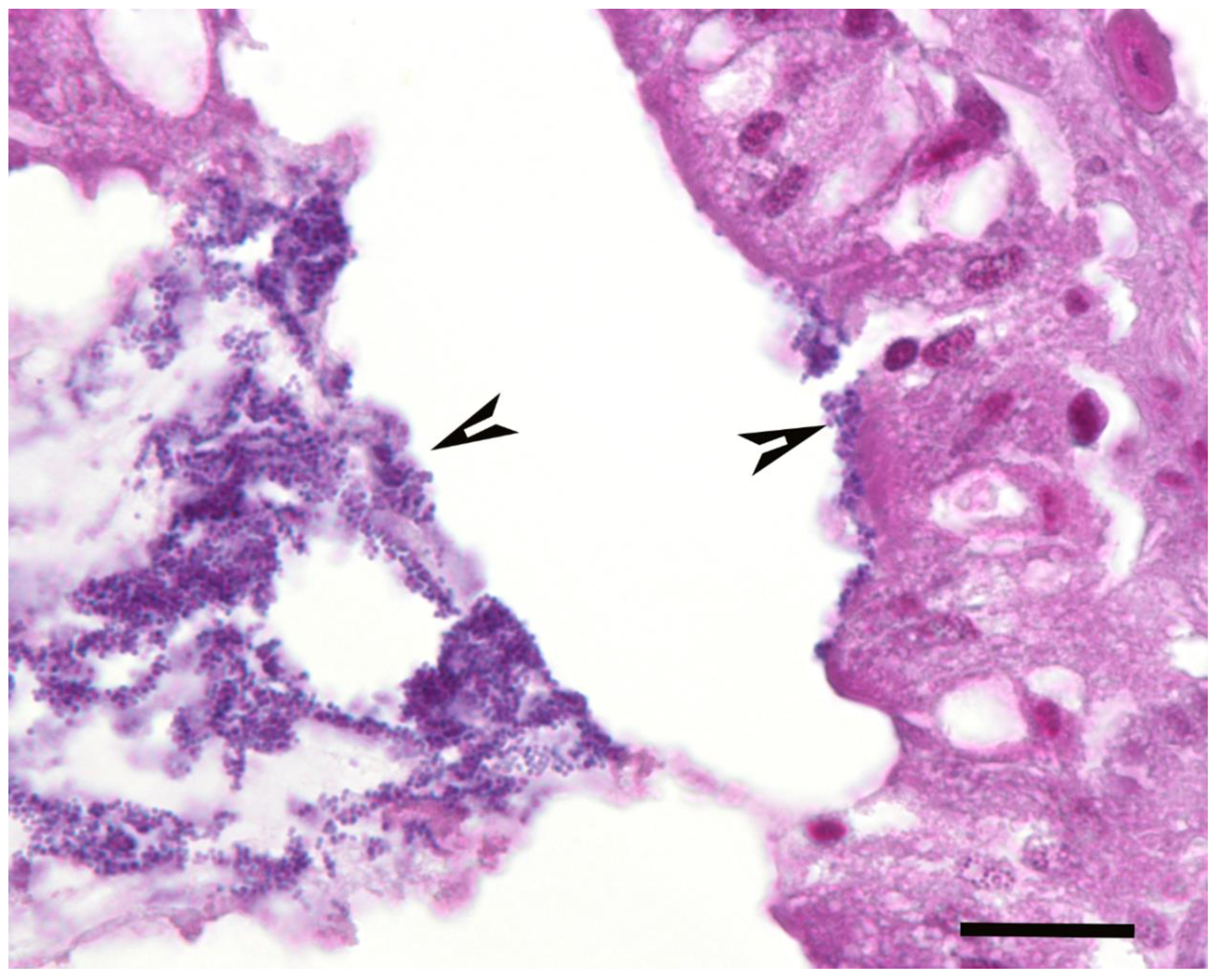 Pathogens 09 00713 g005