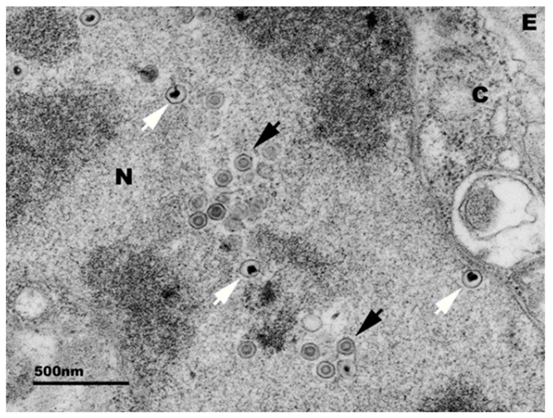 Pathogens 09 00720 g002