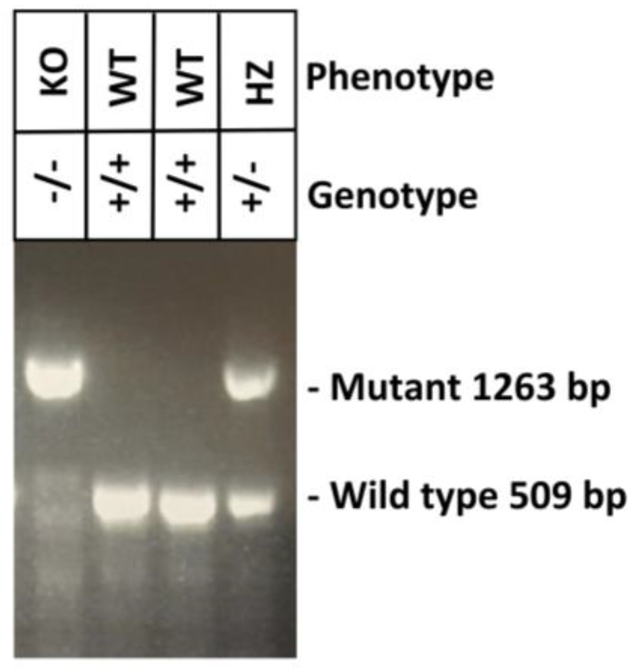 Pathogens 09 00726 g003