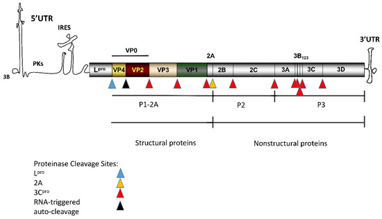 アイ Biomarkers and Management of Cholangiocarcinoma: Unveiling
