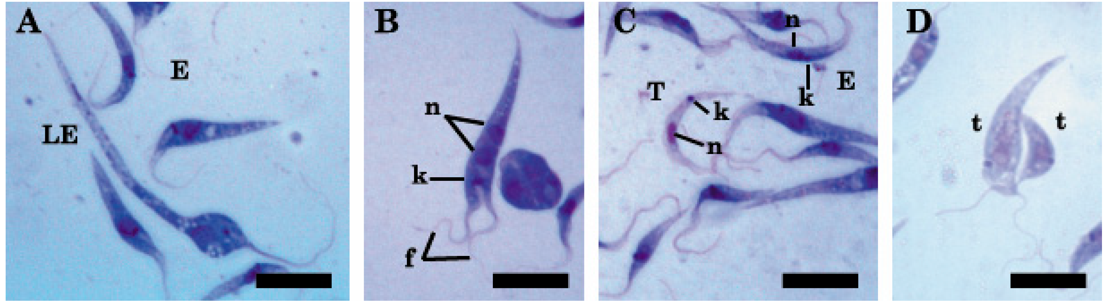 Pathogens 09 00731 g002
