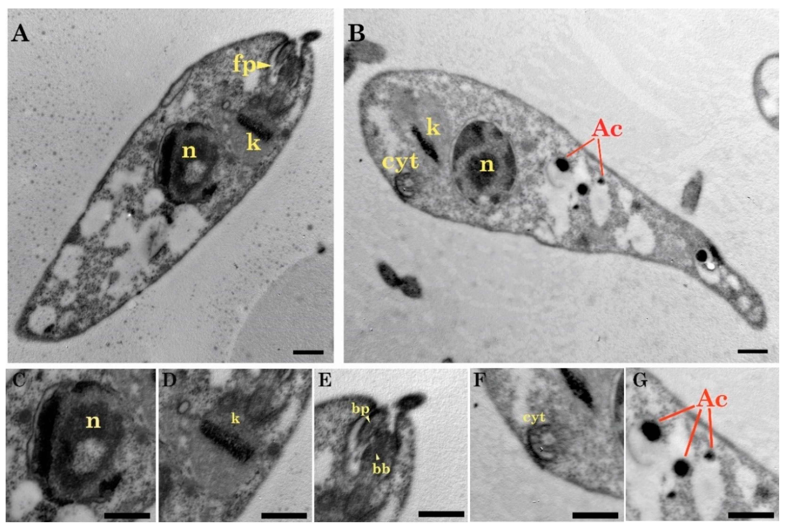 Pathogens 09 00731 g003