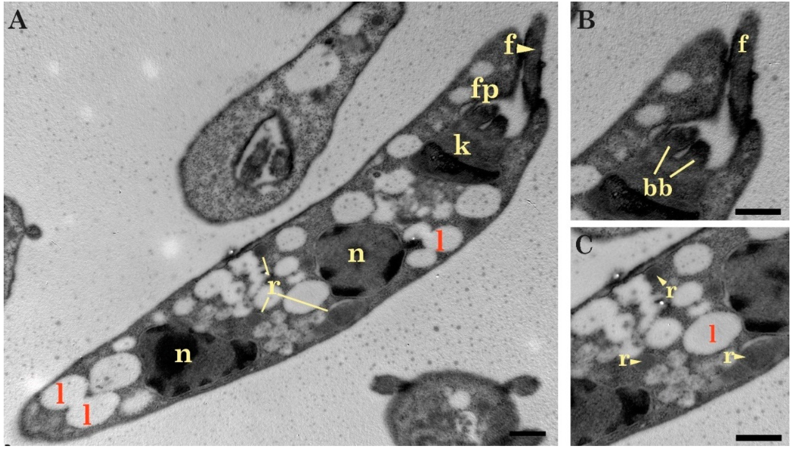 Pathogens 09 00731 g004