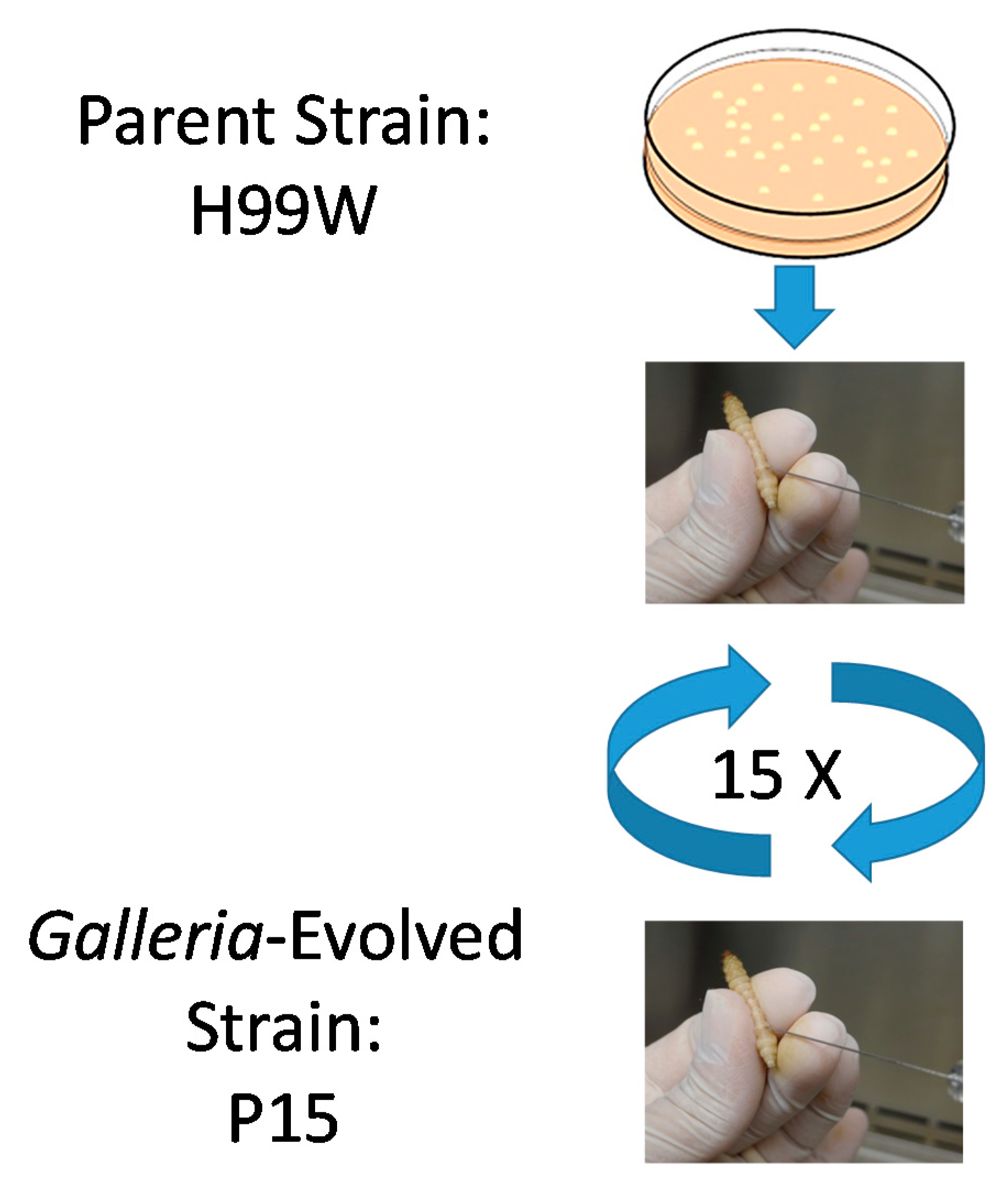 Pathogens 09 00732 g001