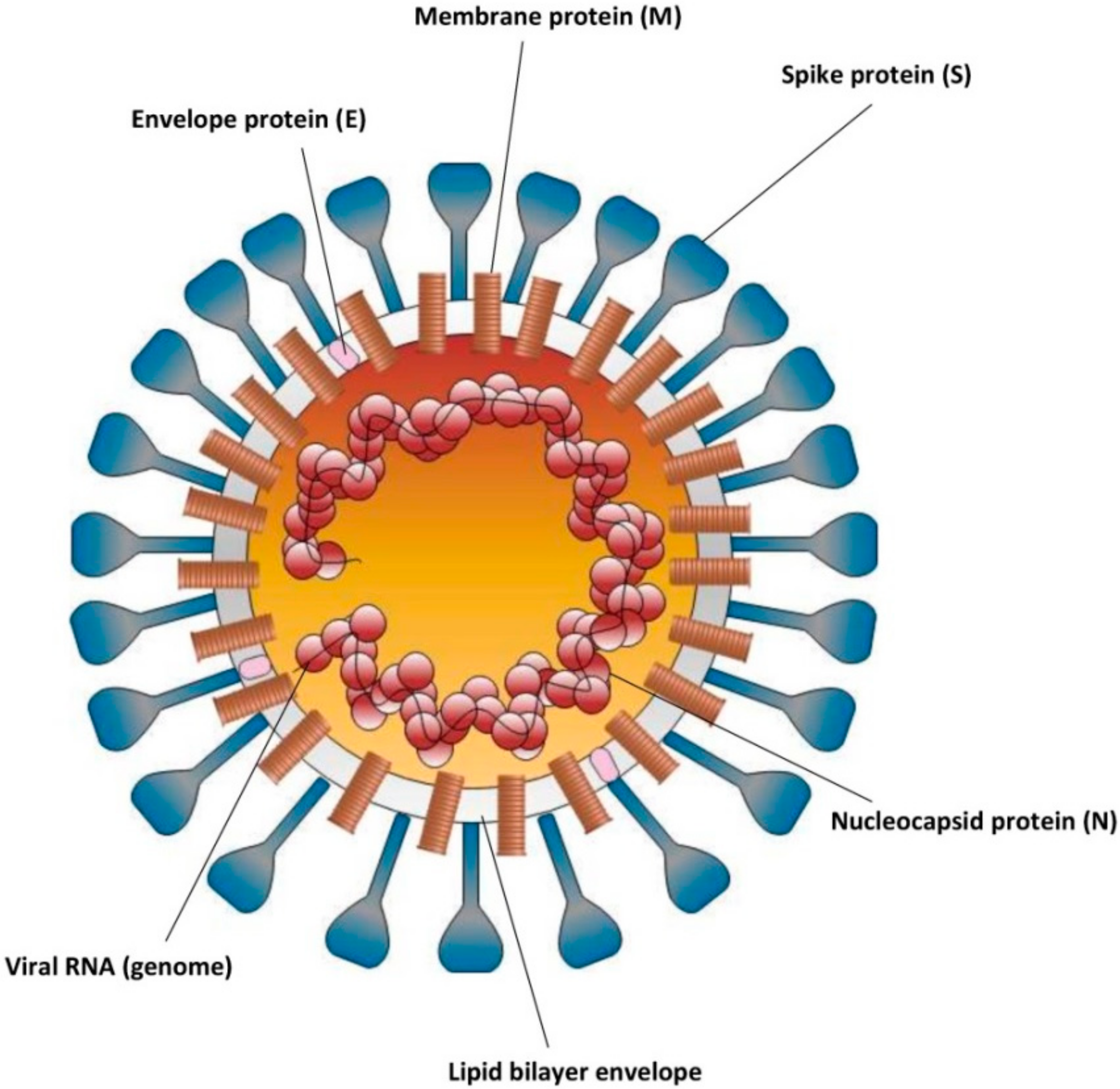 Рнк sars cov. Коронавирус SARS-cov-2. Строение вируса SARS-cov-2. Вирион фото. Coronaviridae.