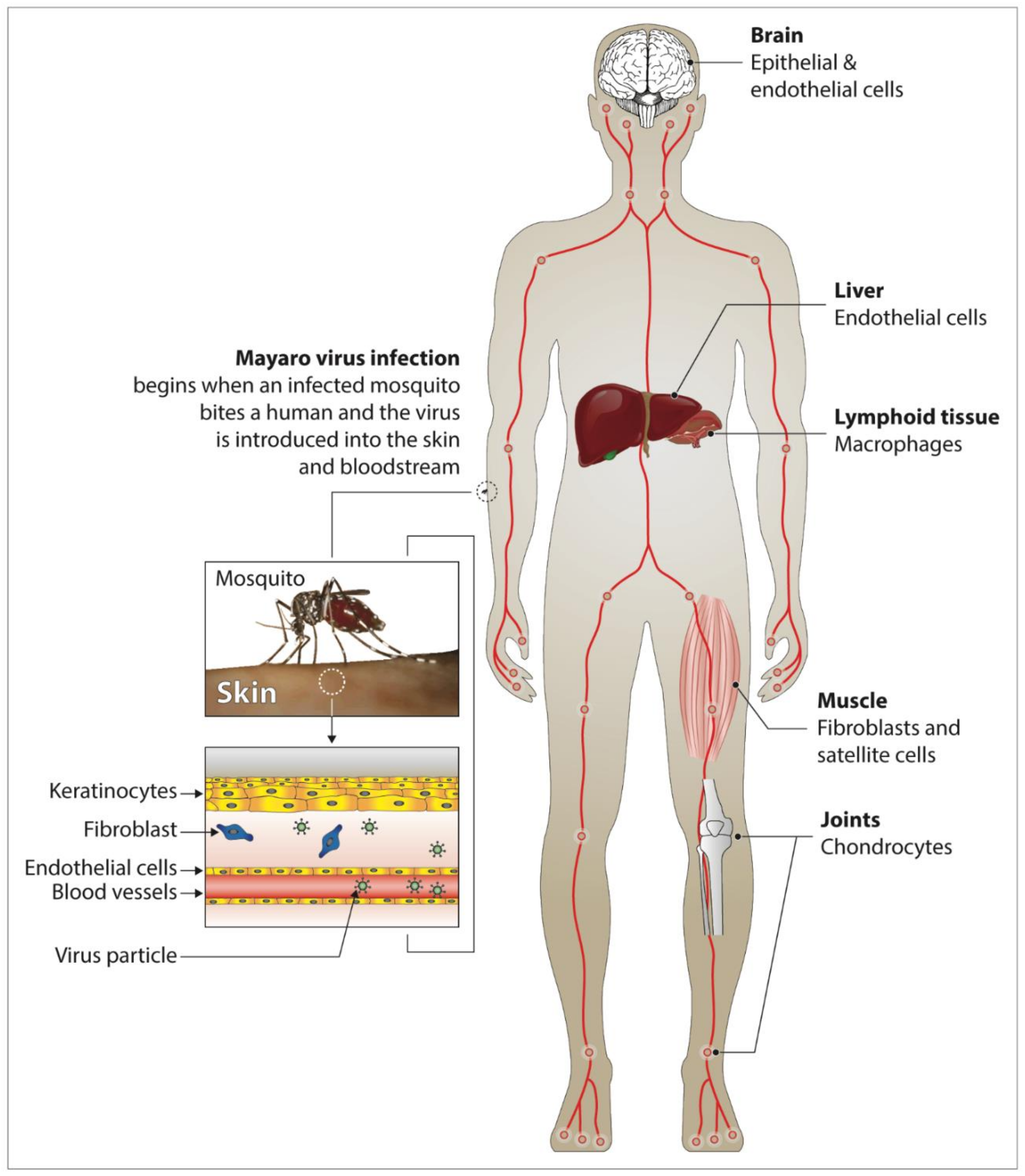 Pathogens 09 00738 g003