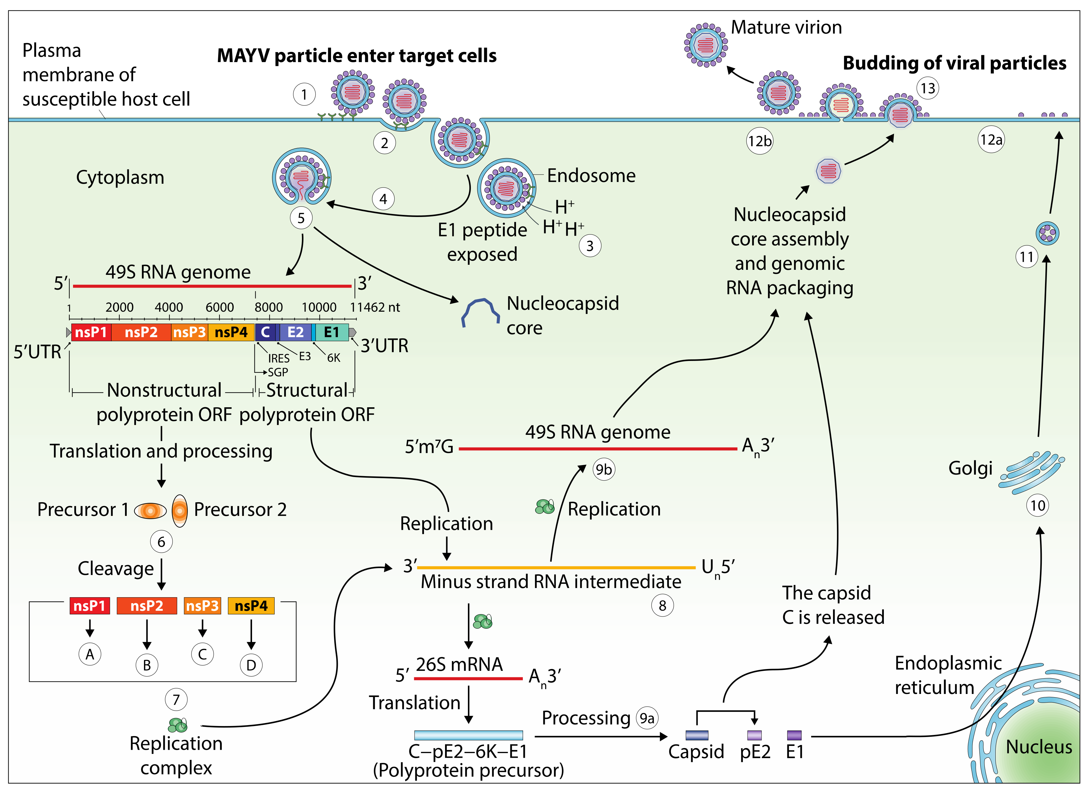 Pathogens 09 00738 g004