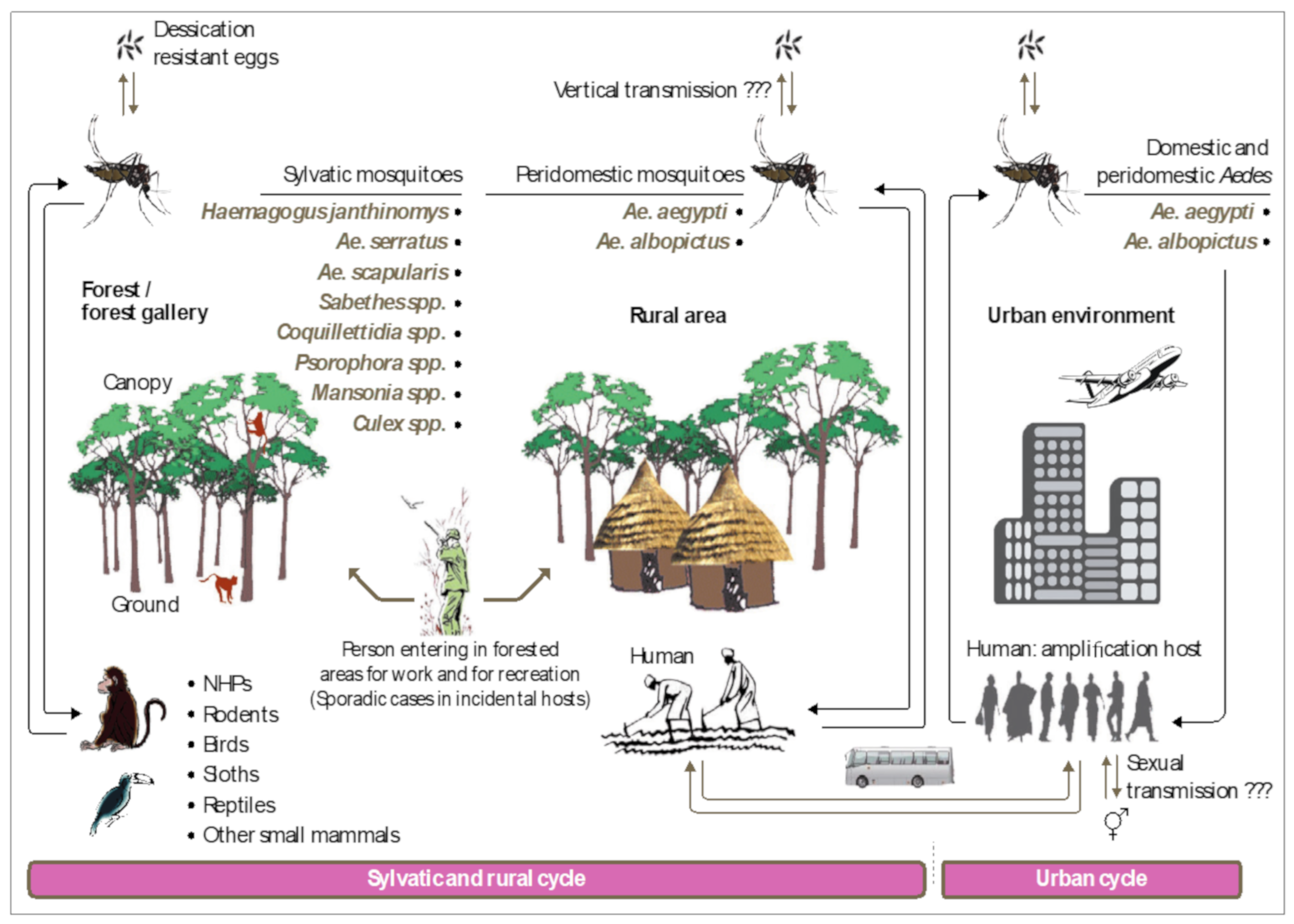 Pathogens 09 00738 g005