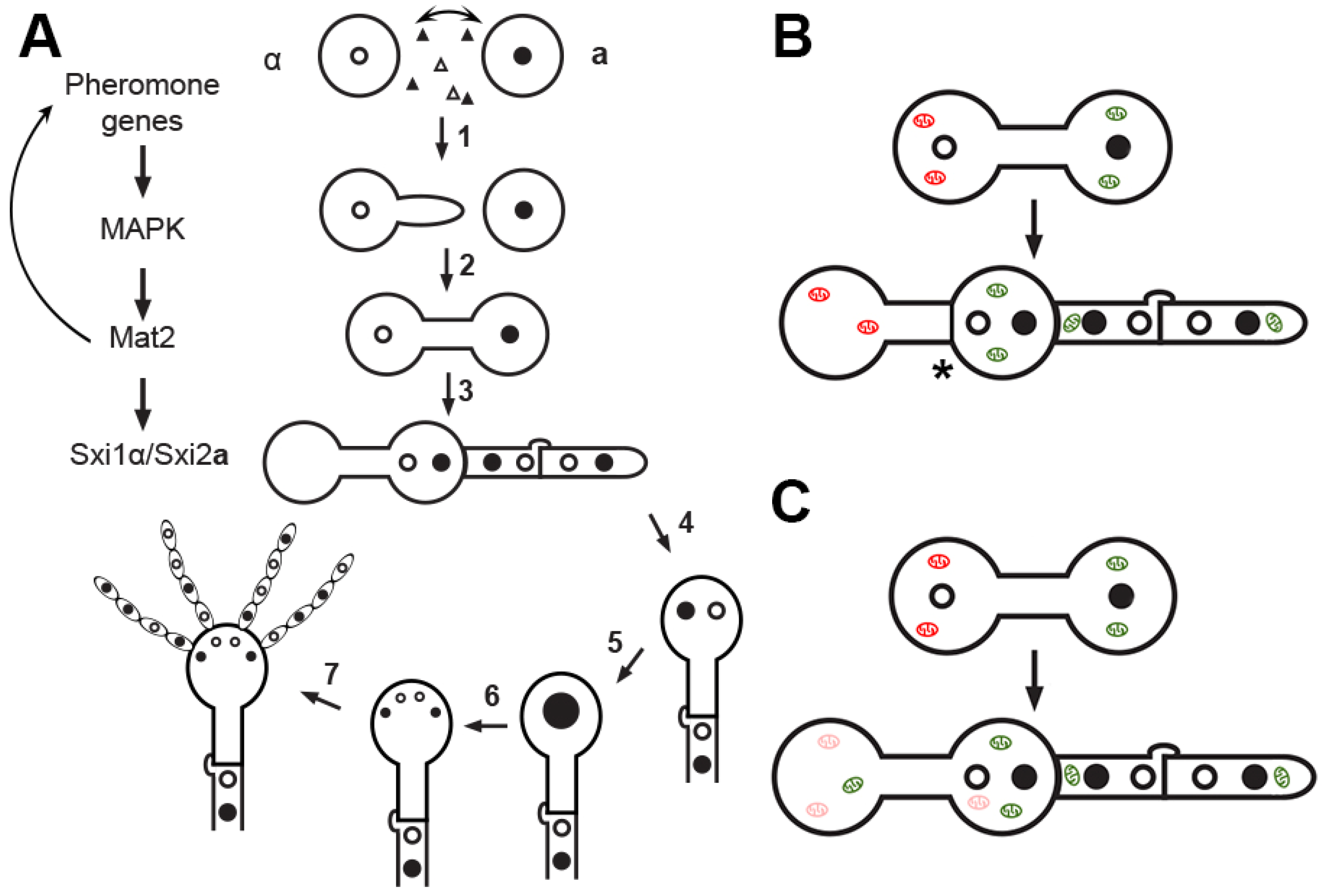 Pathogens 09 00743 g001