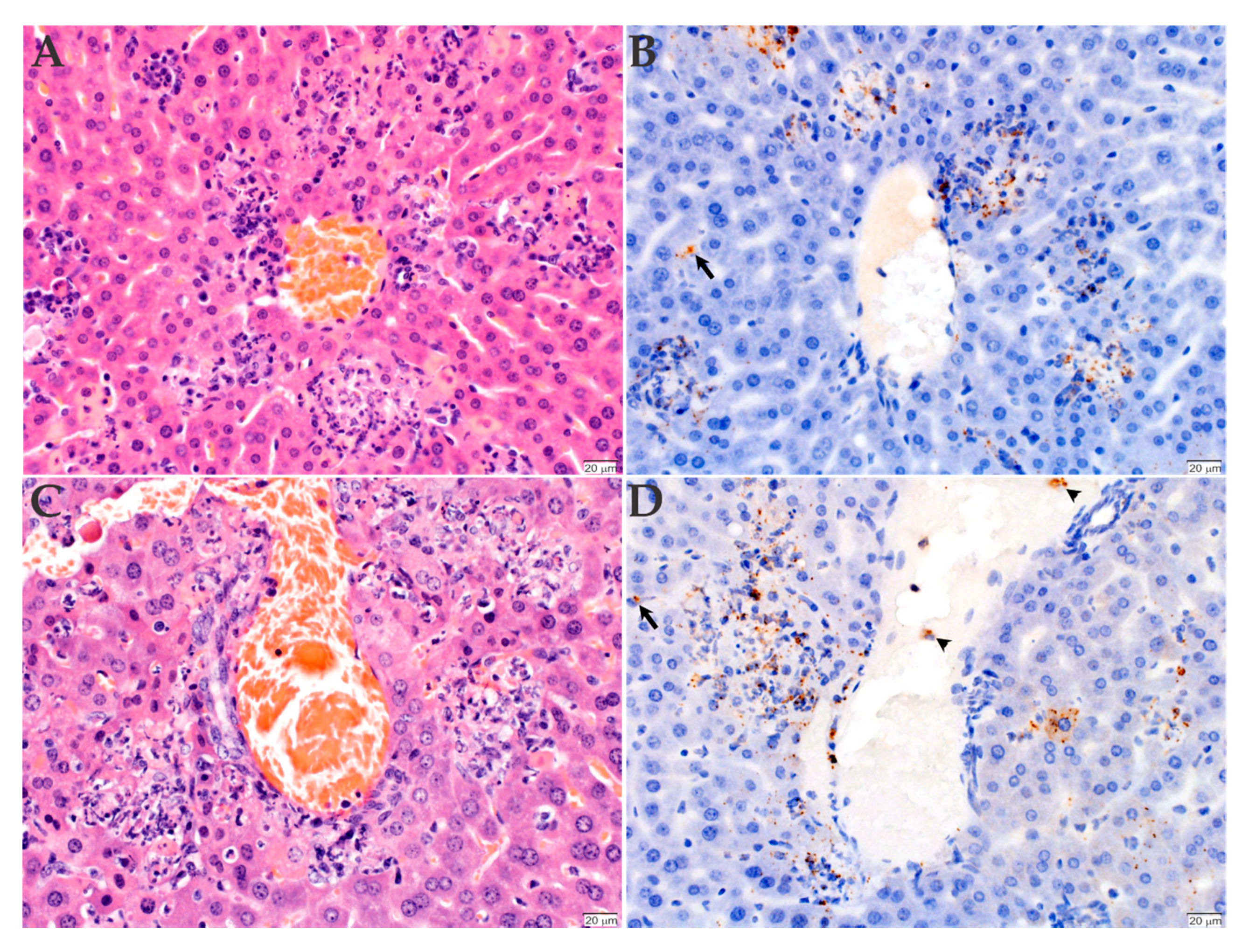 Pathogens 09 00744 g003