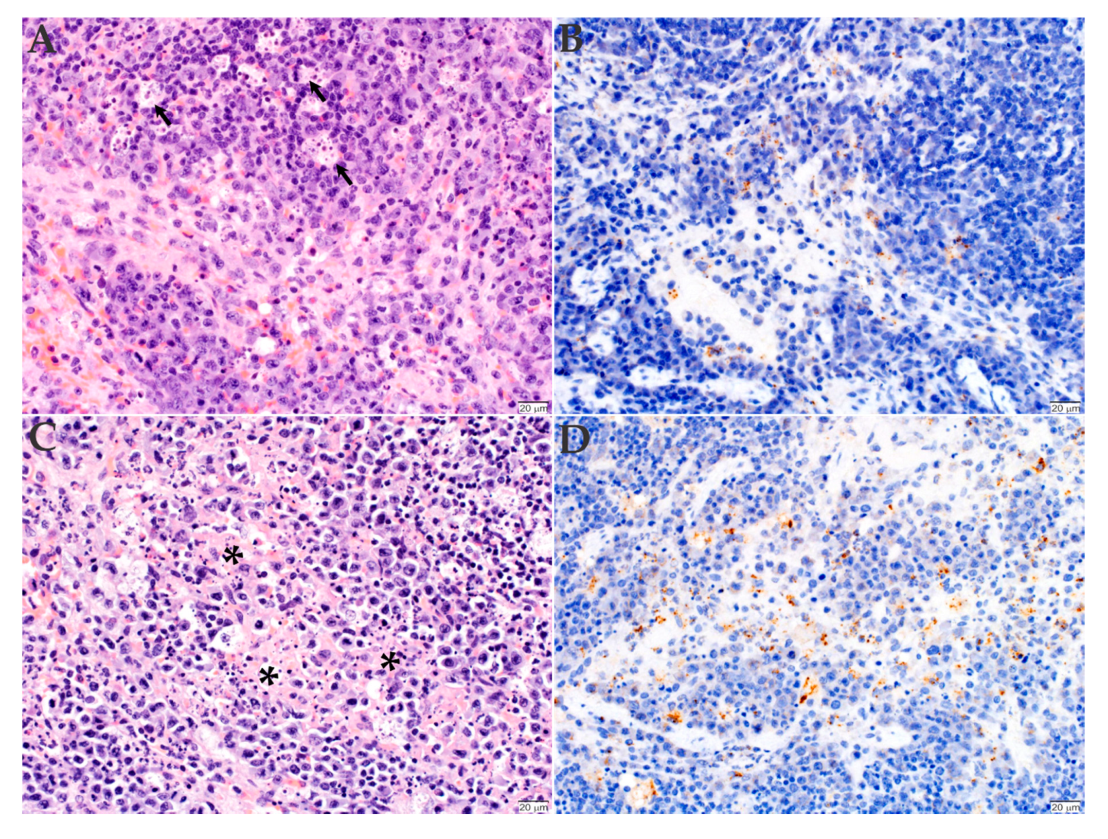 Pathogens 09 00744 g004