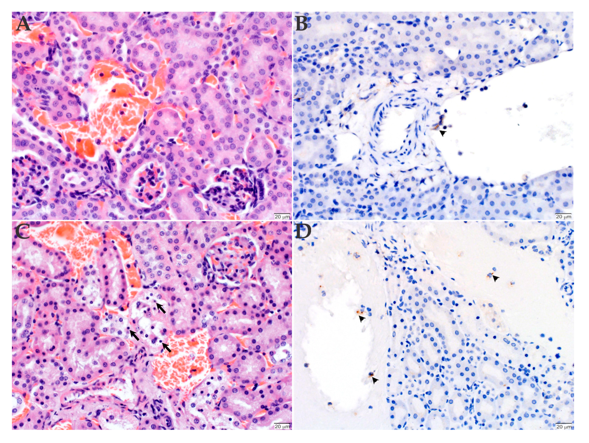 Pathogens 09 00744 g006