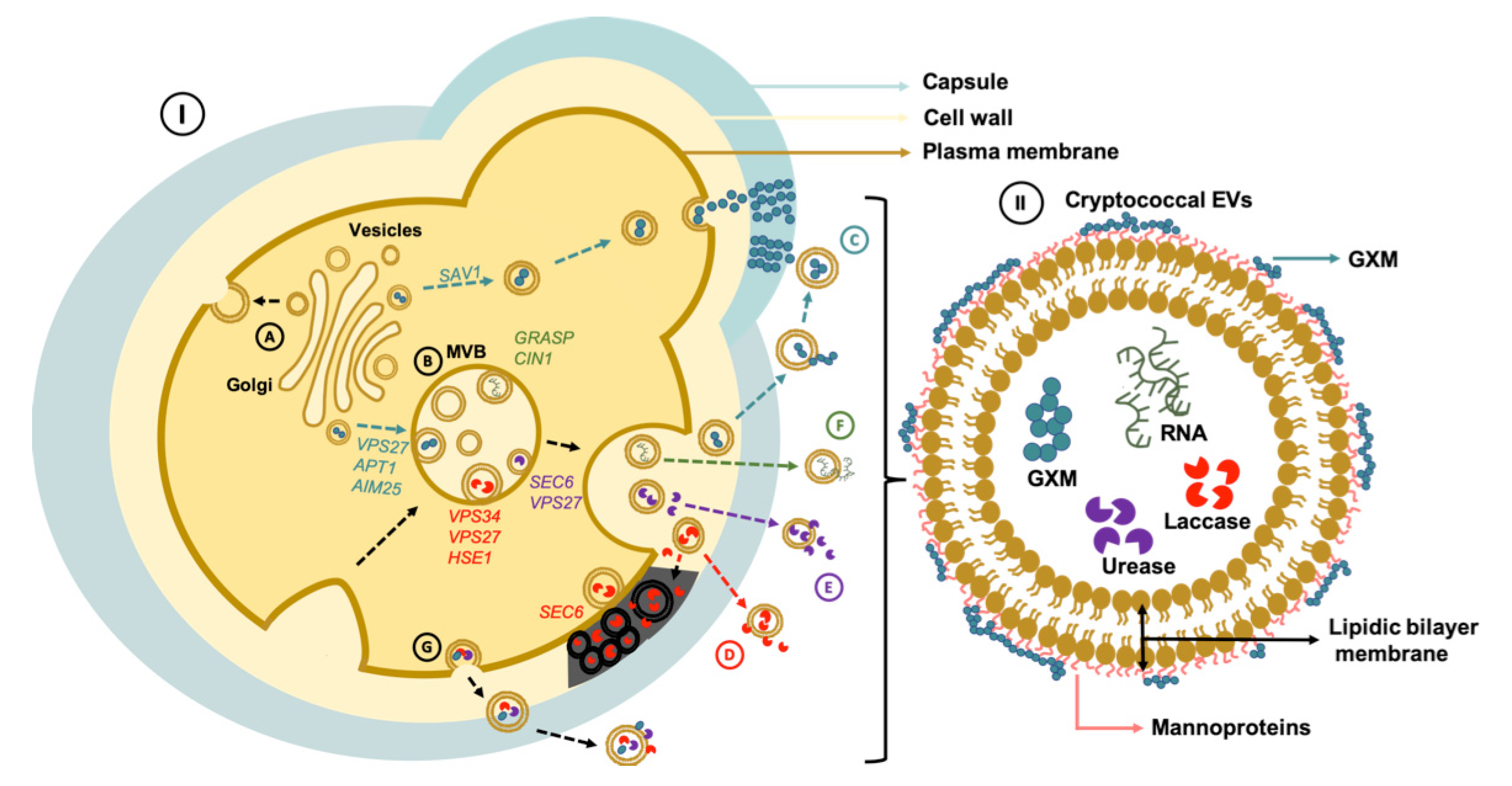 Pathogens 09 00754 g002