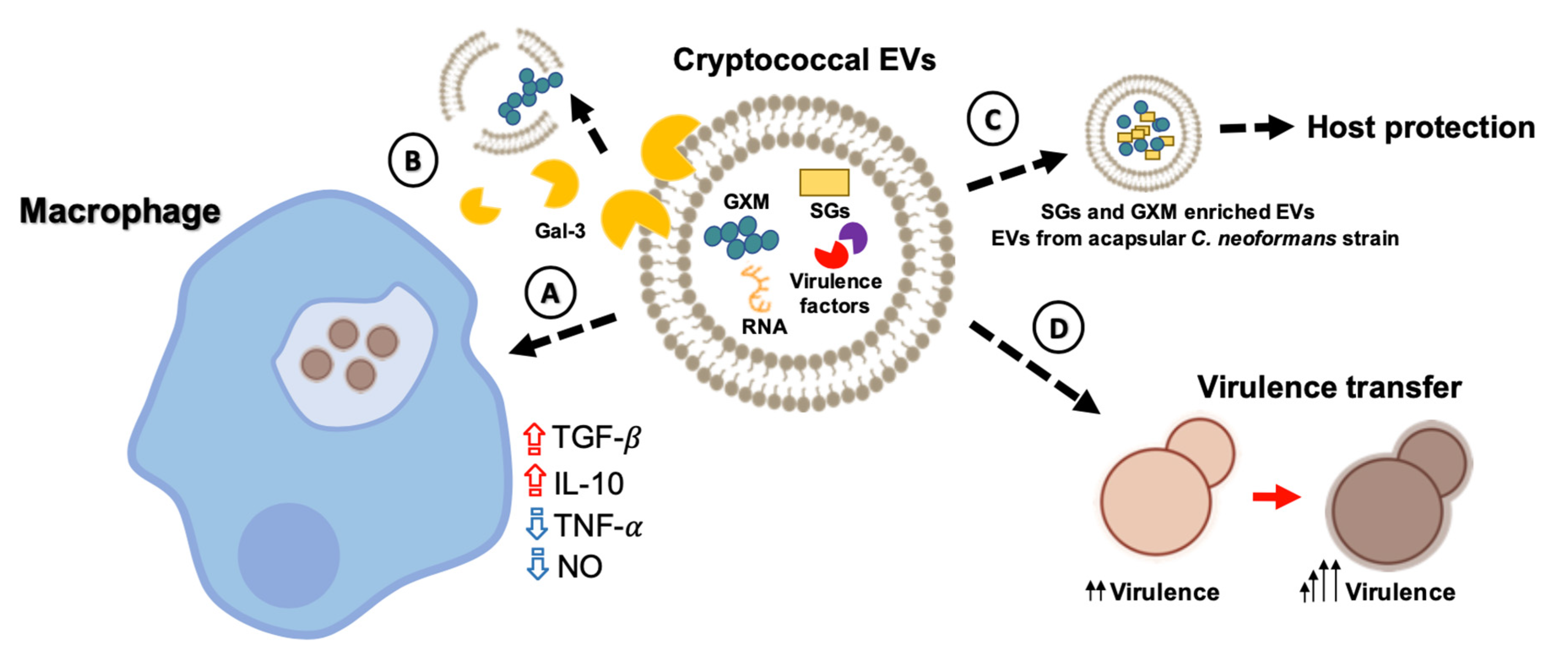 Pathogens 09 00754 g003