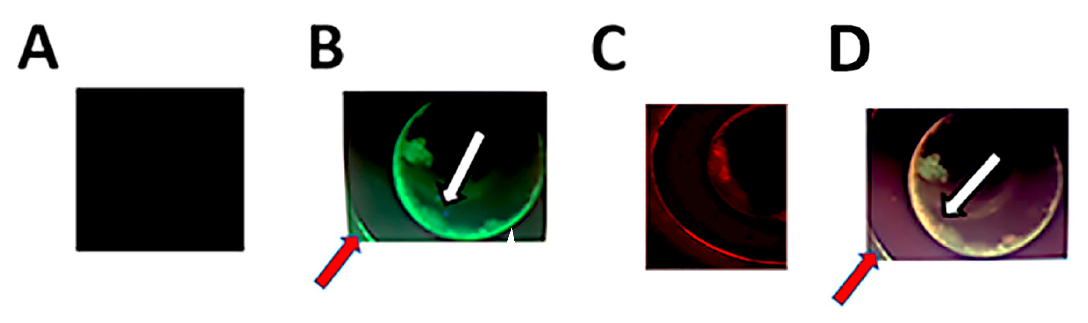 Pathogens 09 00764 g004
