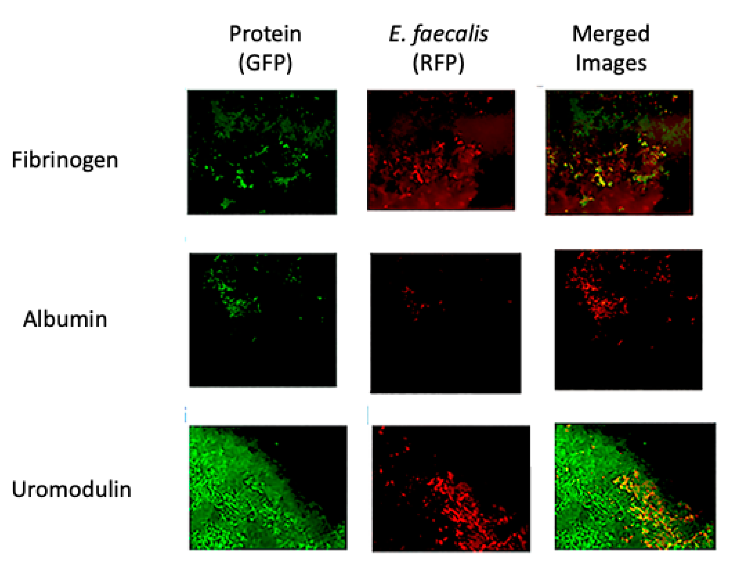 Pathogens 09 00764 g005