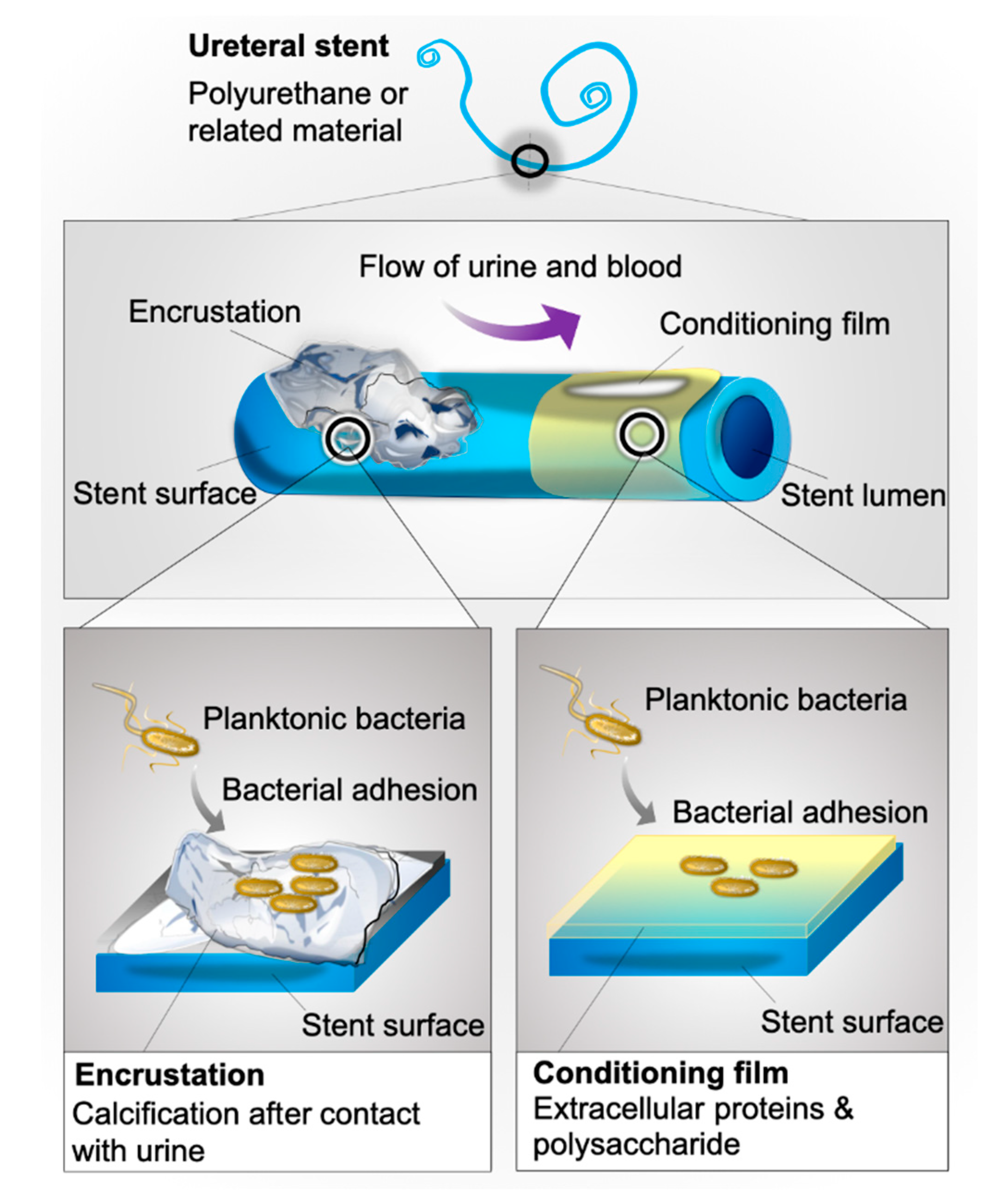 Pathogens 09 00764 g008