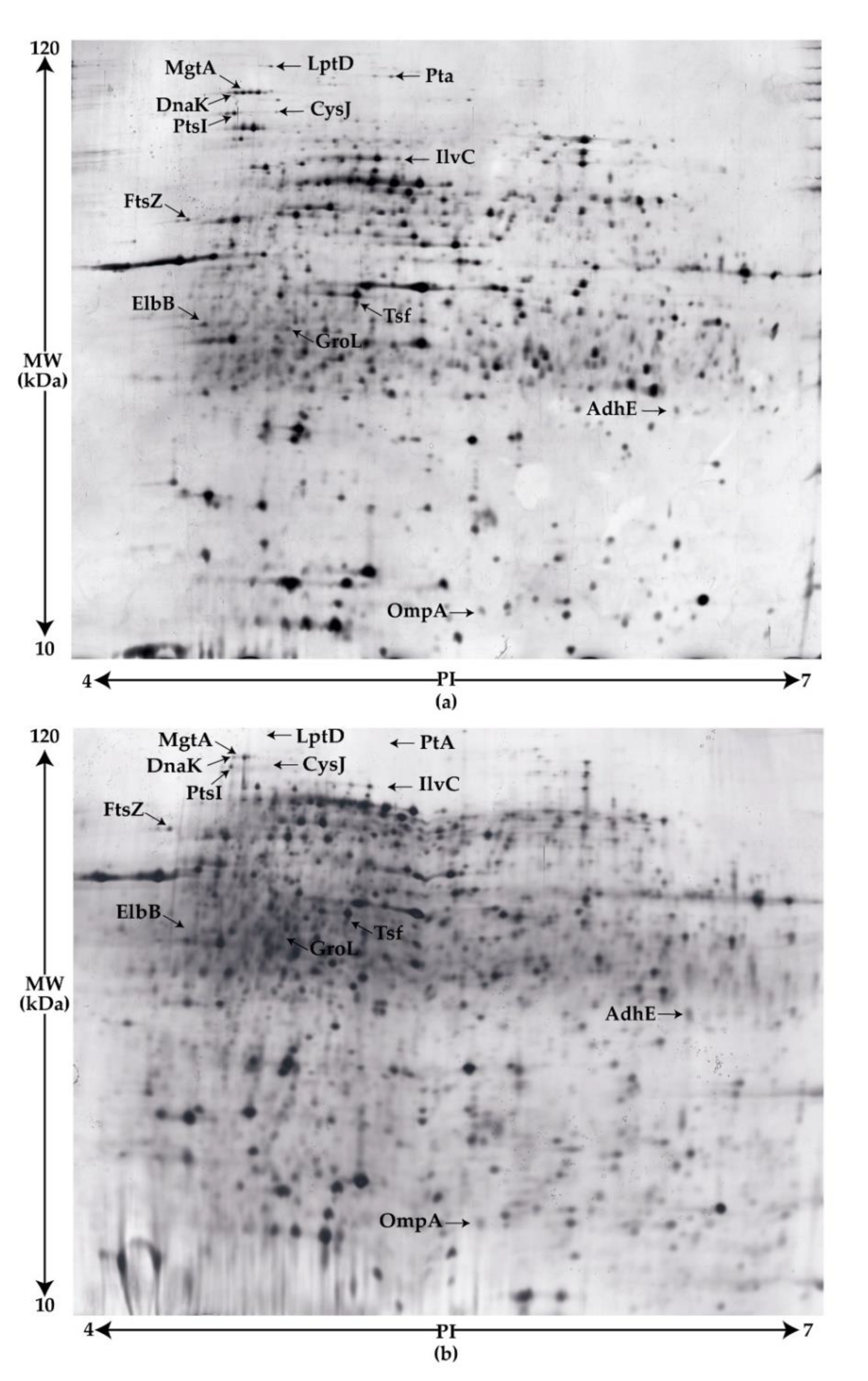 Pathogens 09 00774 g007
