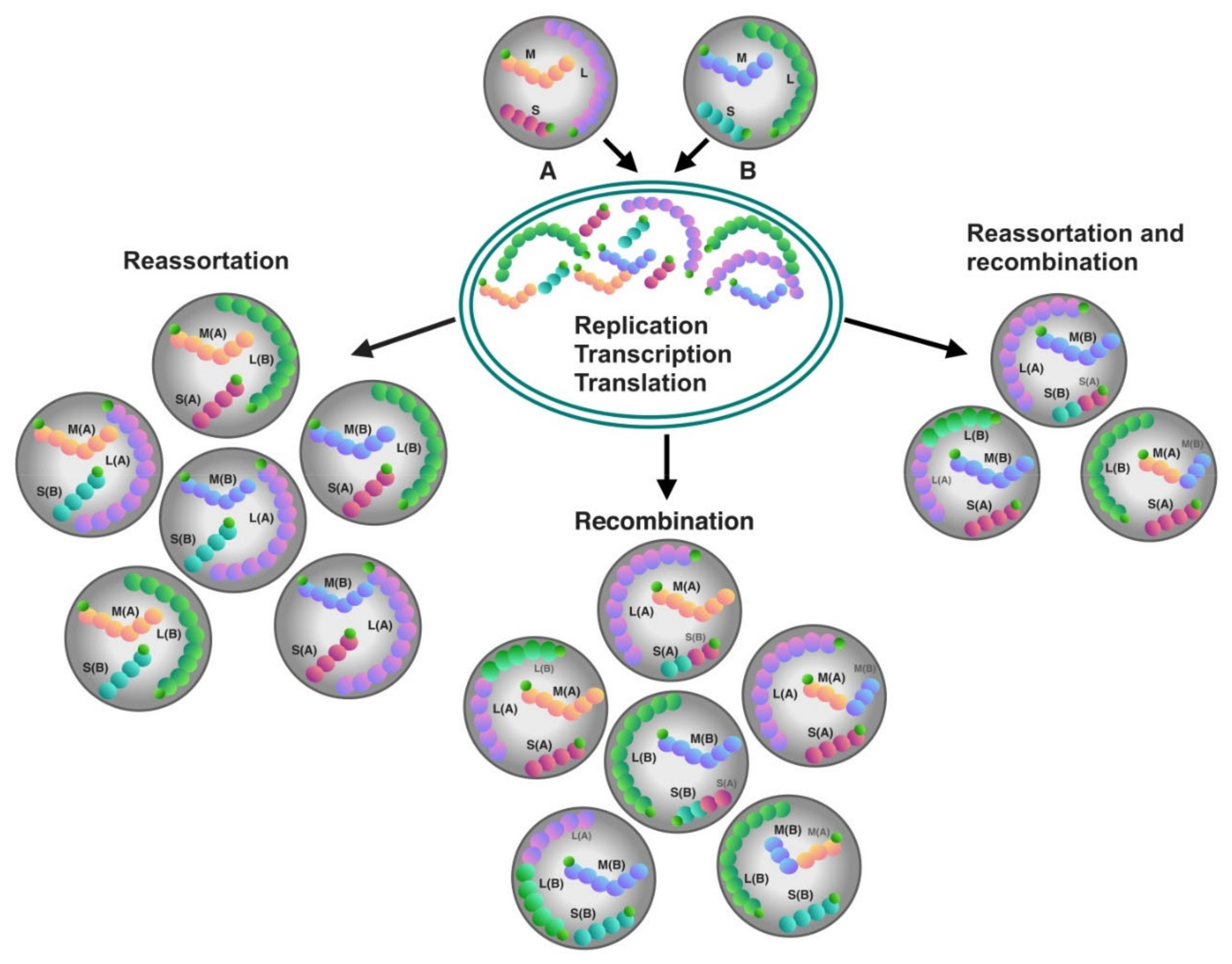 Pathogens 09 00775 g005 Pathogens 09 00775 g005