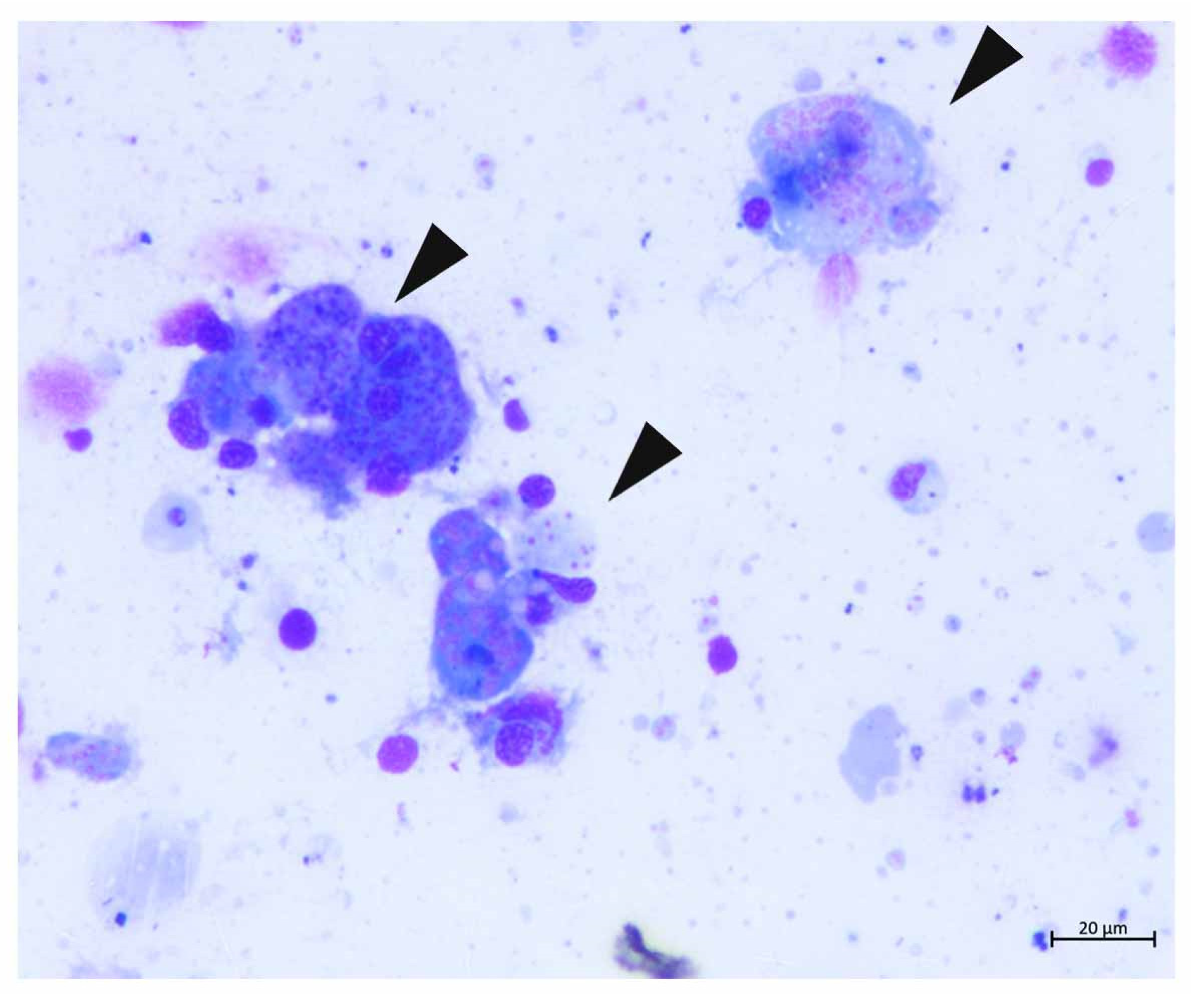 Pathogens 09 00776 g004 Pathogens 09 00776 g004