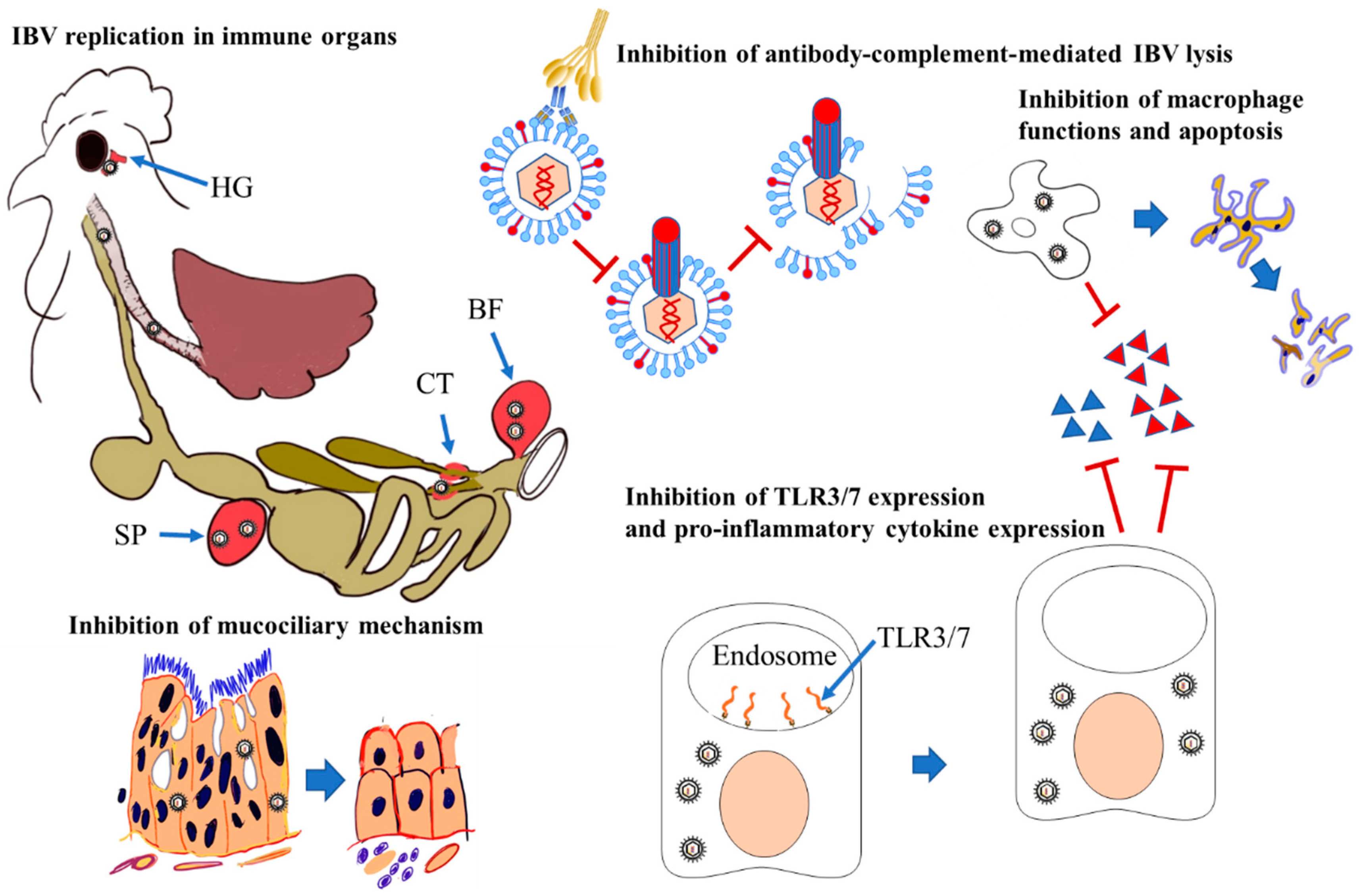 Pathogens | Free Full-Text | Infectious Bronchitis Coronavirus Infection in  Chickens: Multiple System Disease with Immune Suppression
