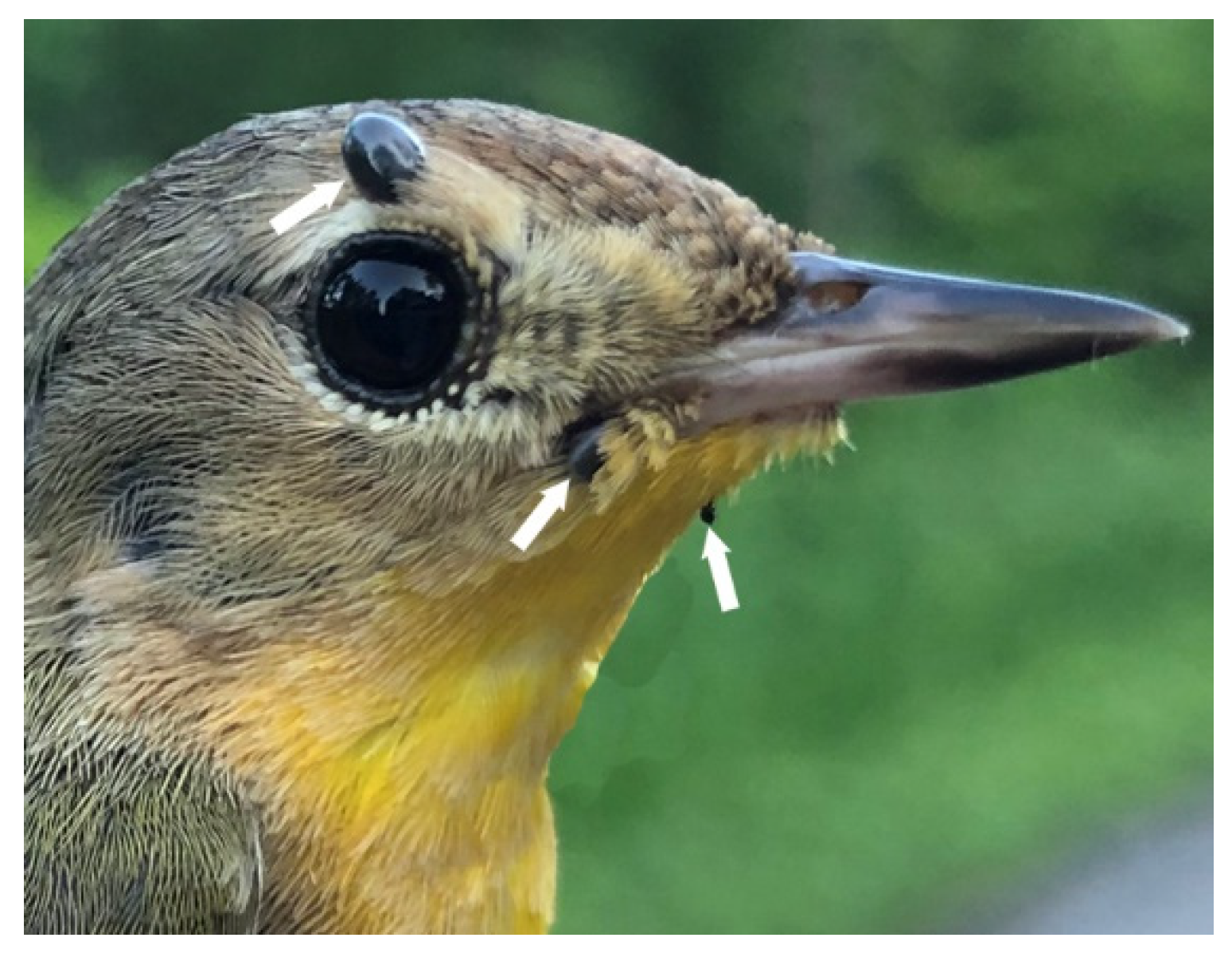 Pathogens 09 00781 g003