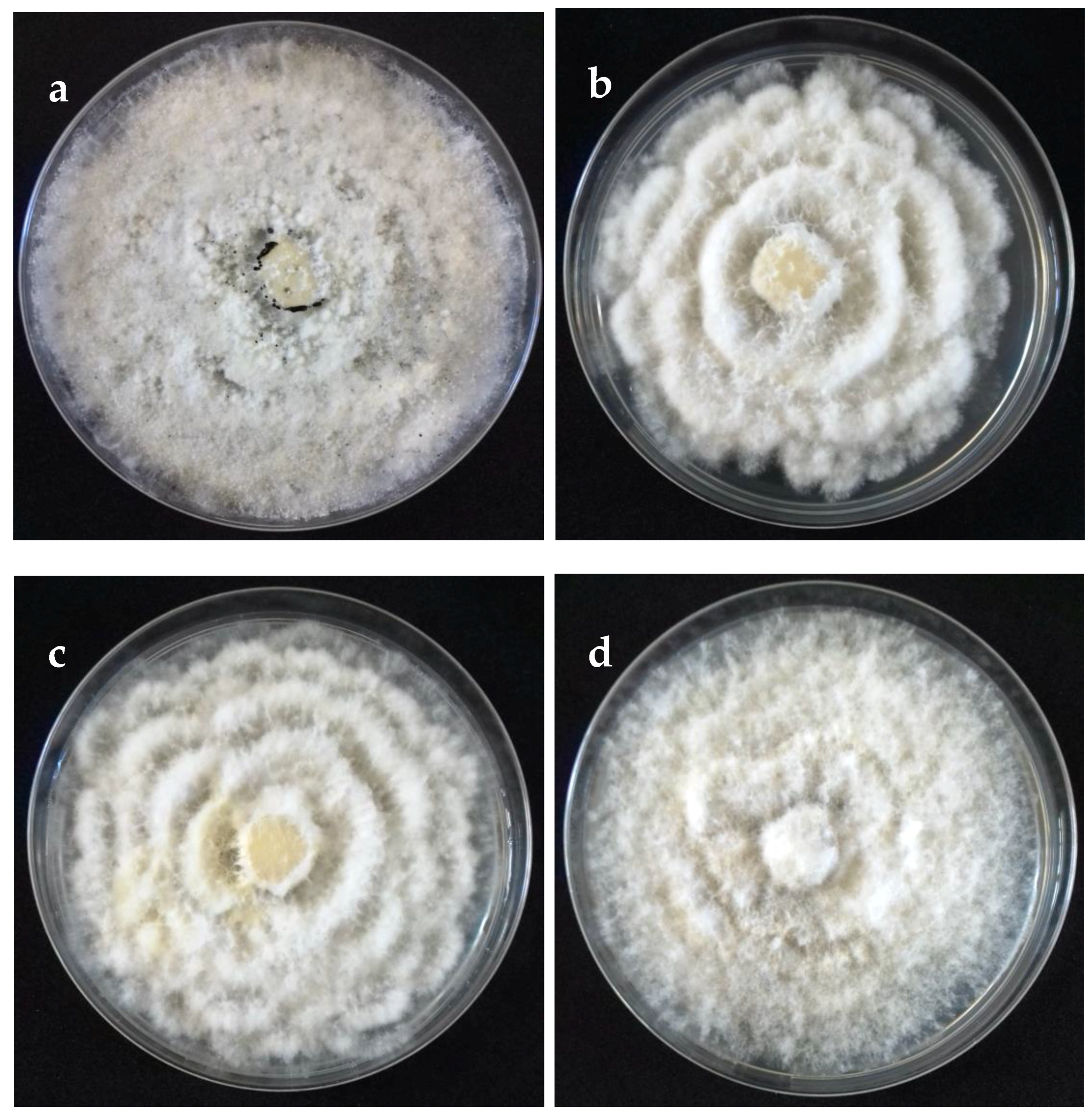 Pathogens 09 00788 g002