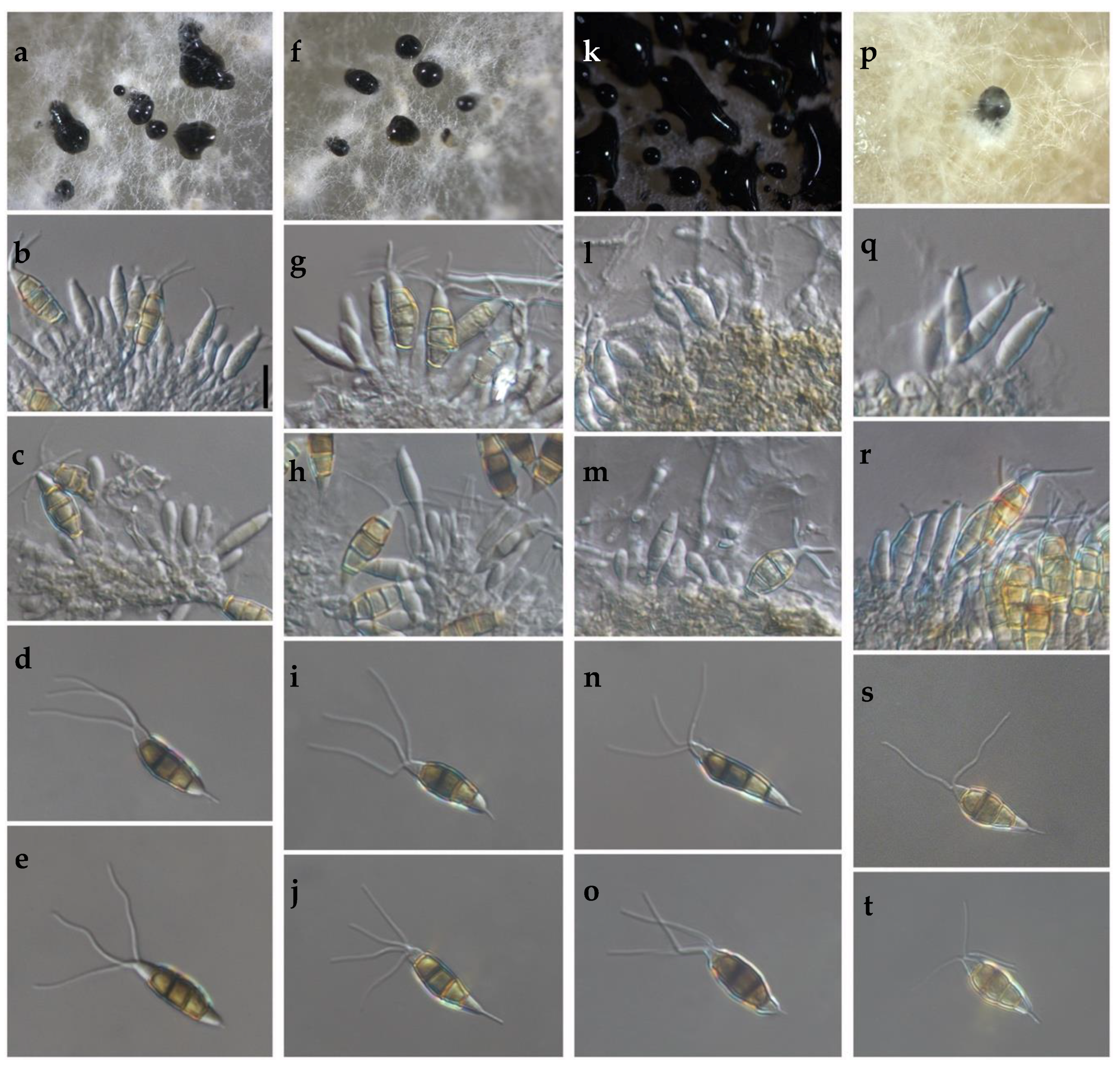 Pathogens 09 00788 g003