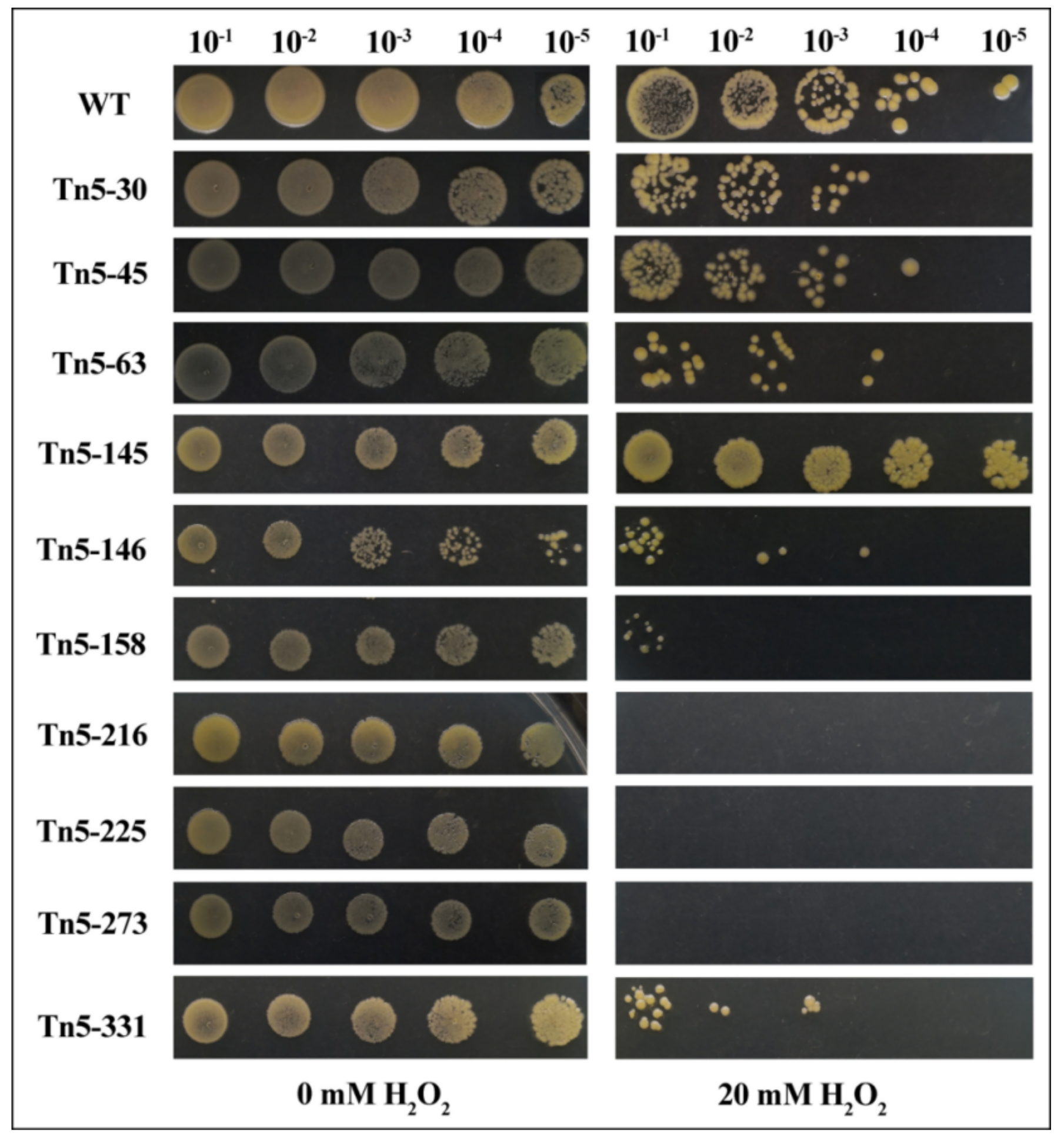 Pathogens 09 00797 g006 Pathogens 09 00797 g006