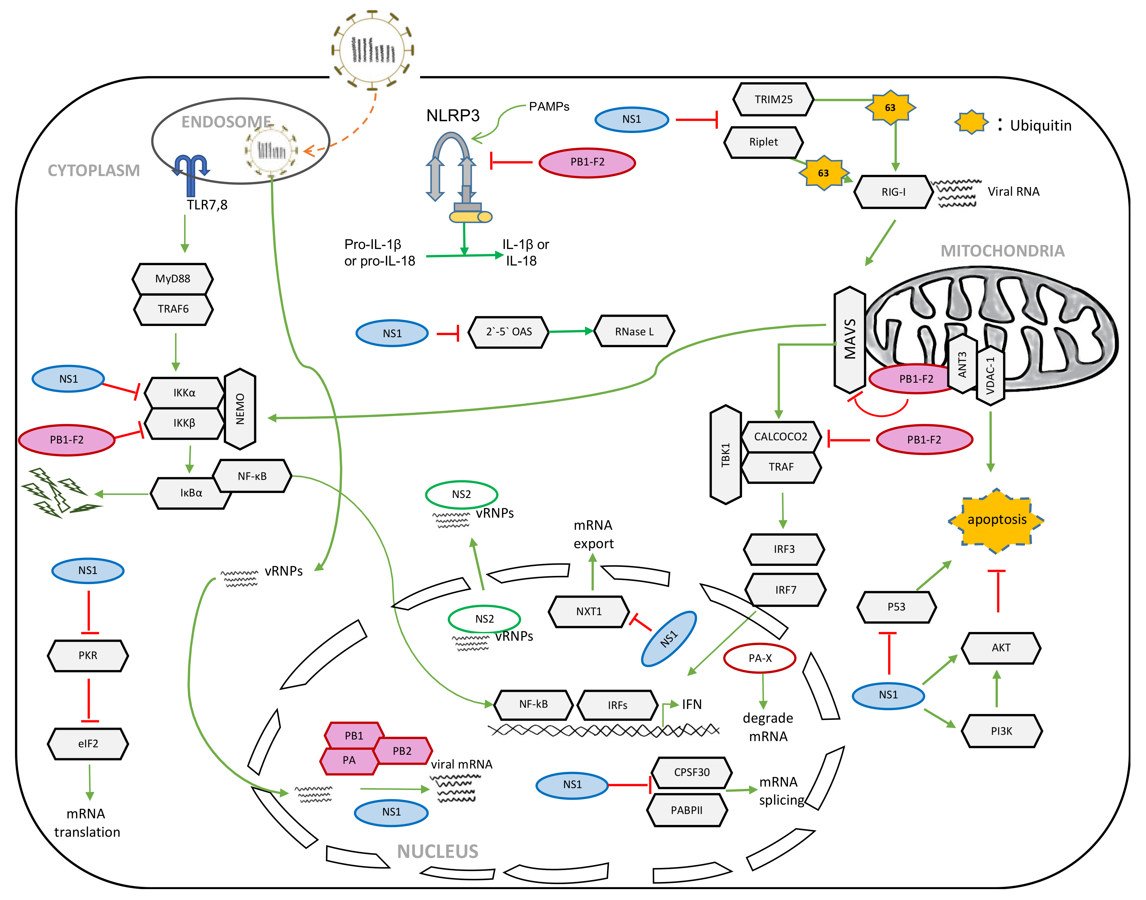 Pathogens 09 00812 g002