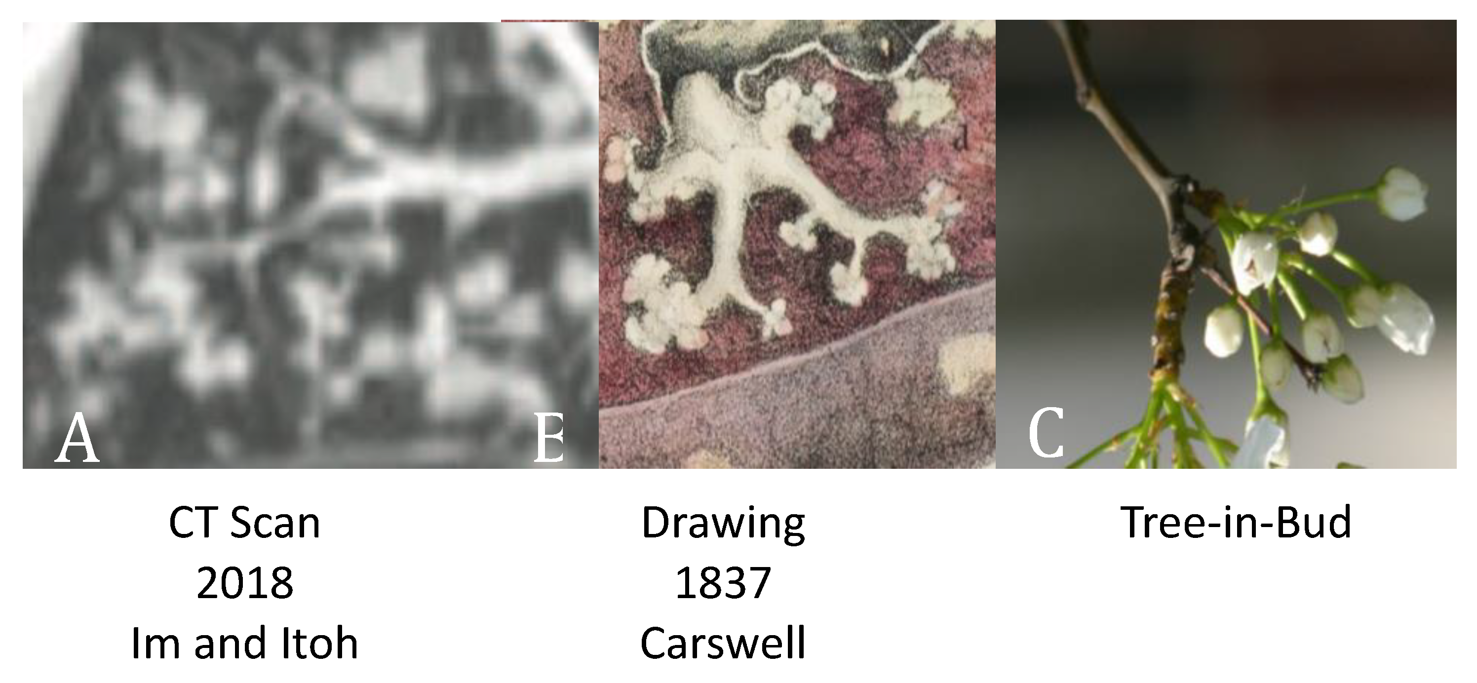 Pathogens 09 00813 g003 Pathogens 09 00813 g003
