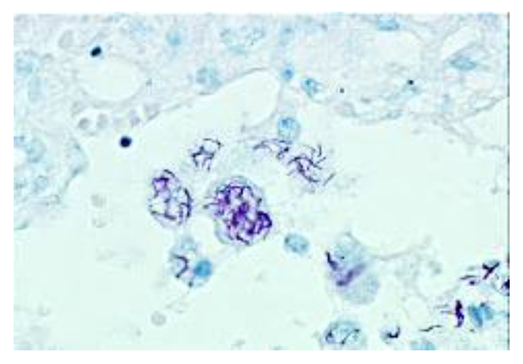 Pathogens 09 00813 g009 Pathogens 09 00813 g009