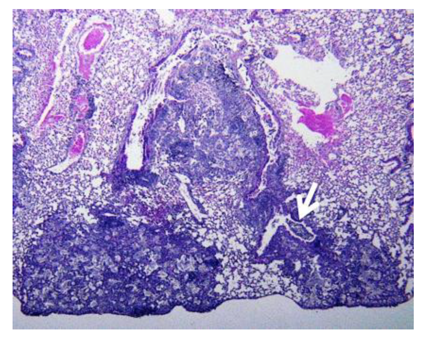 Pathogens 09 00813 g010 Pathogens 09 00813 g010