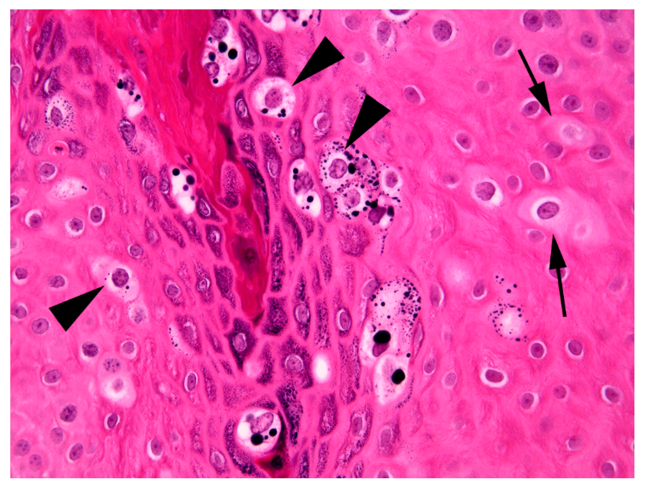 Pathogens 09 00816 g003