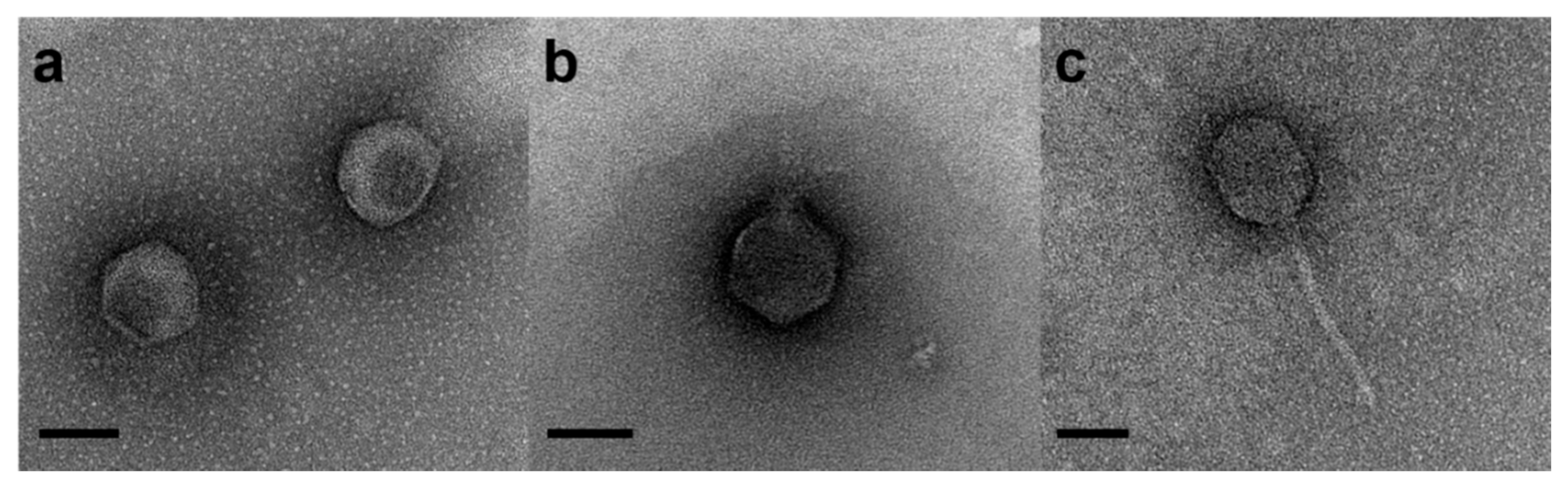 Pathogens 09 00831 g004 550