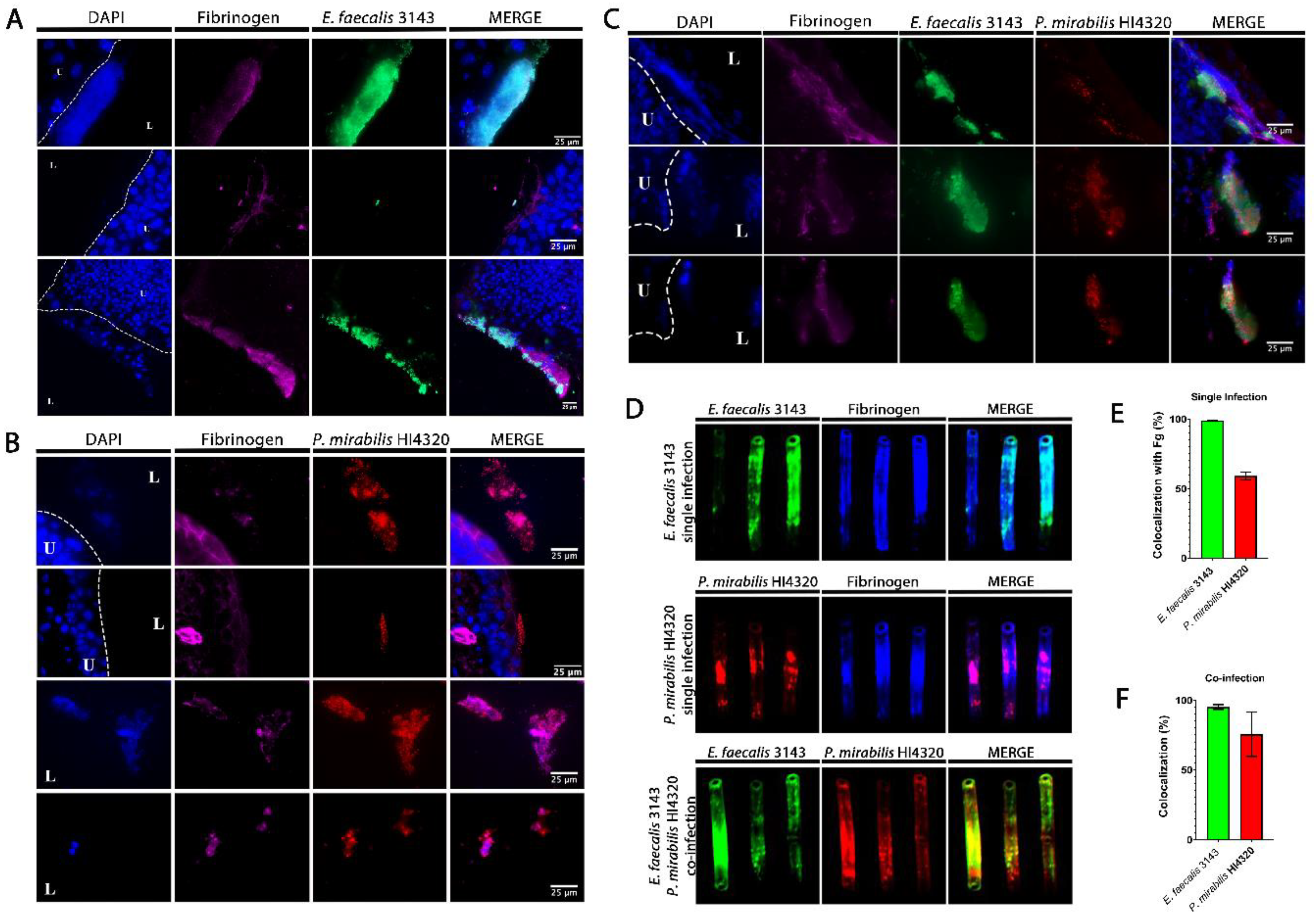 Pathogens 09 00835 g003