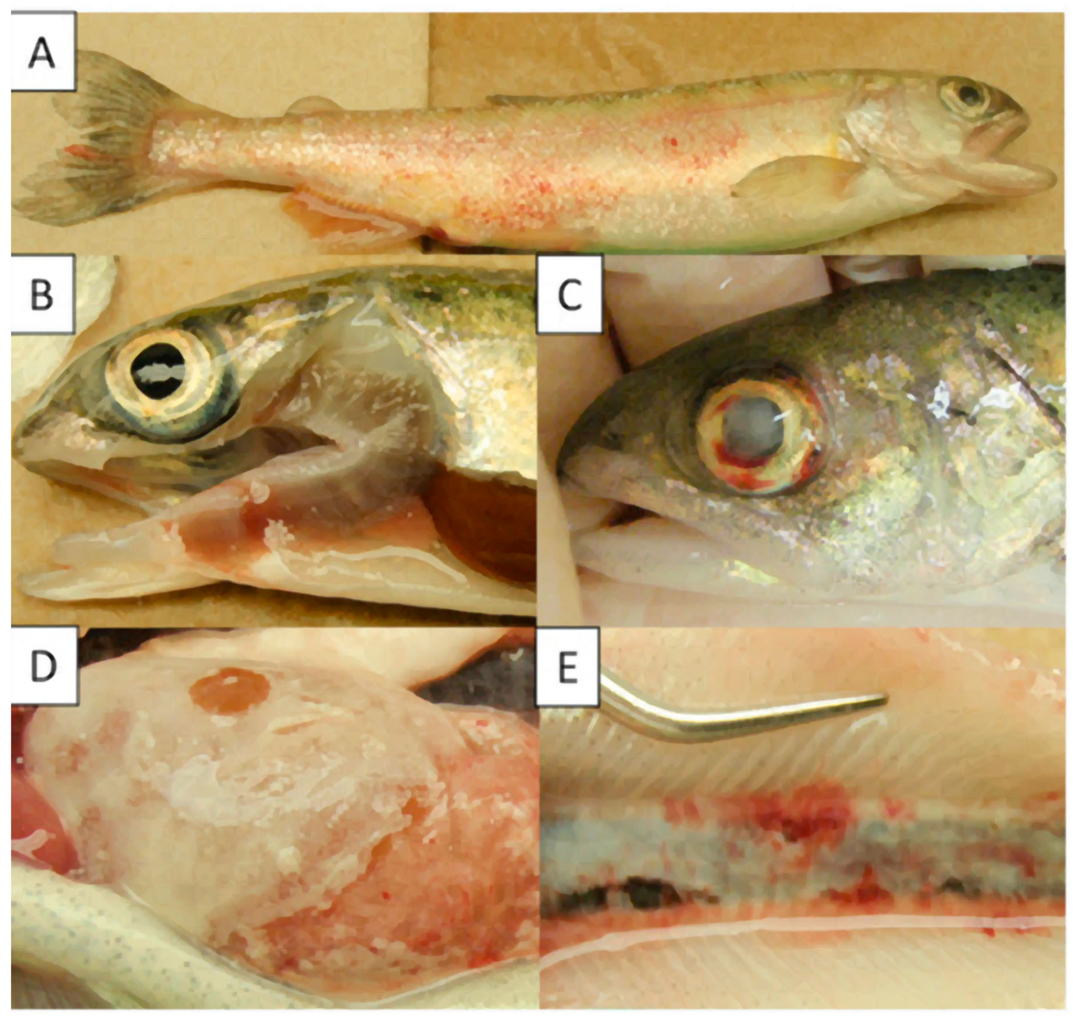 Pathogens 09 00845 g001 Pathogens 09 00845 g001